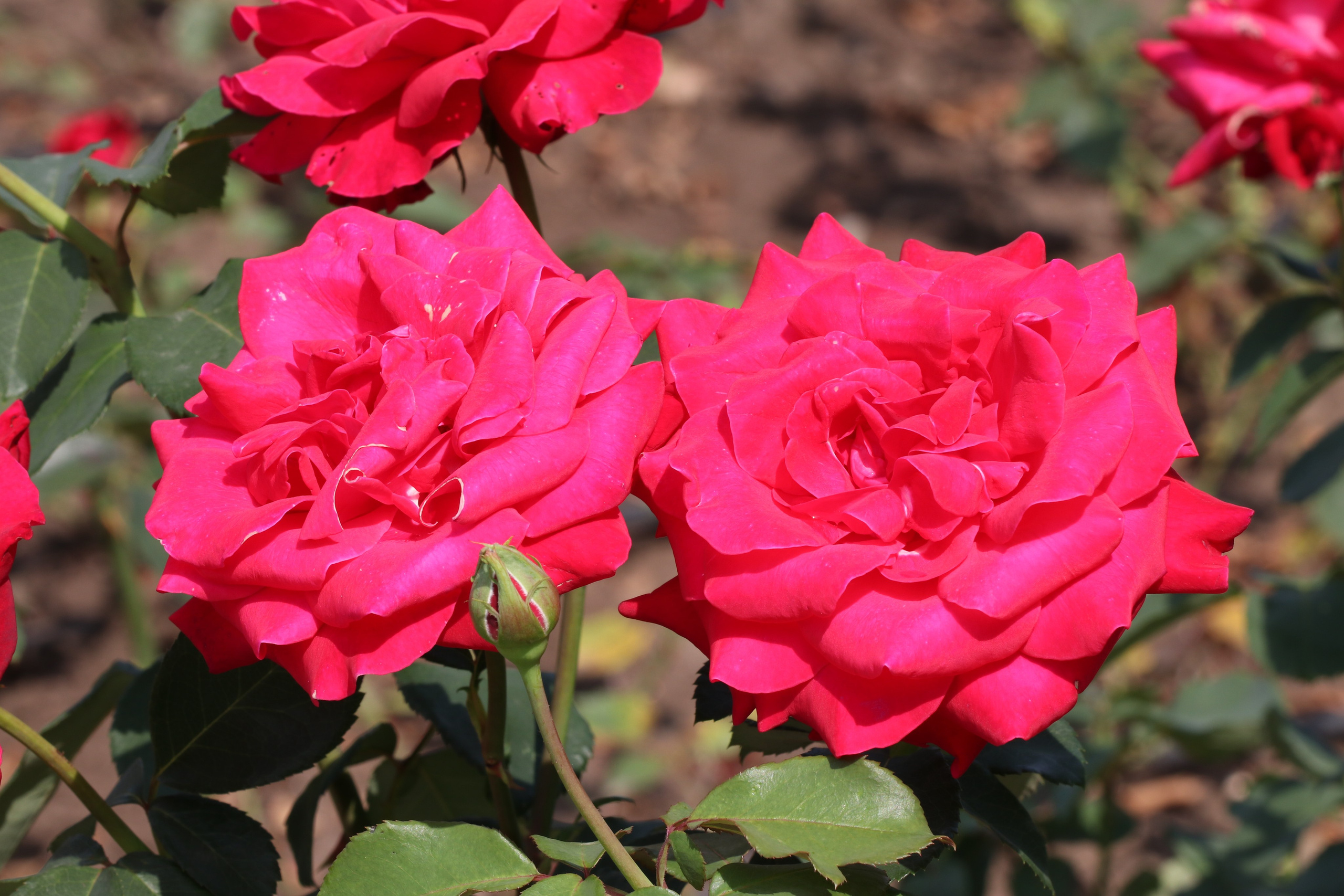 Долина роз в Кисловодске. Фото-художник и Репортажный фотограф Николаев Александр Алексеевич