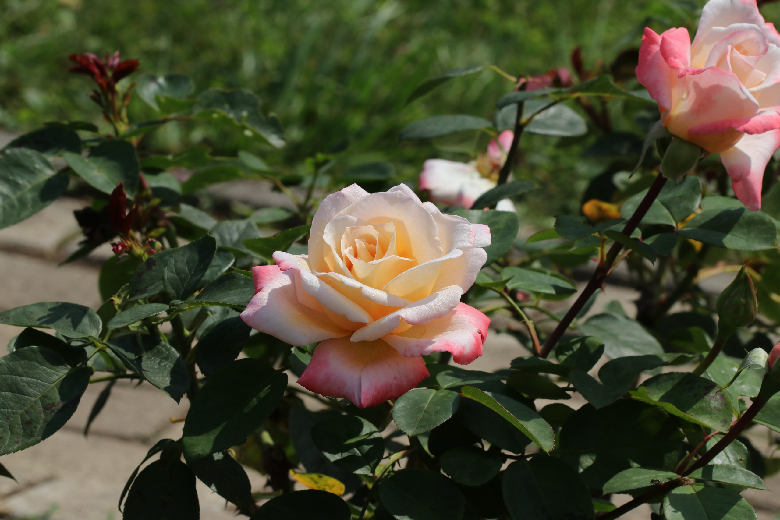Долина роз в Кисловодске. Фото-художник и Репортажный фотограф Николаев Александр Алексеевич