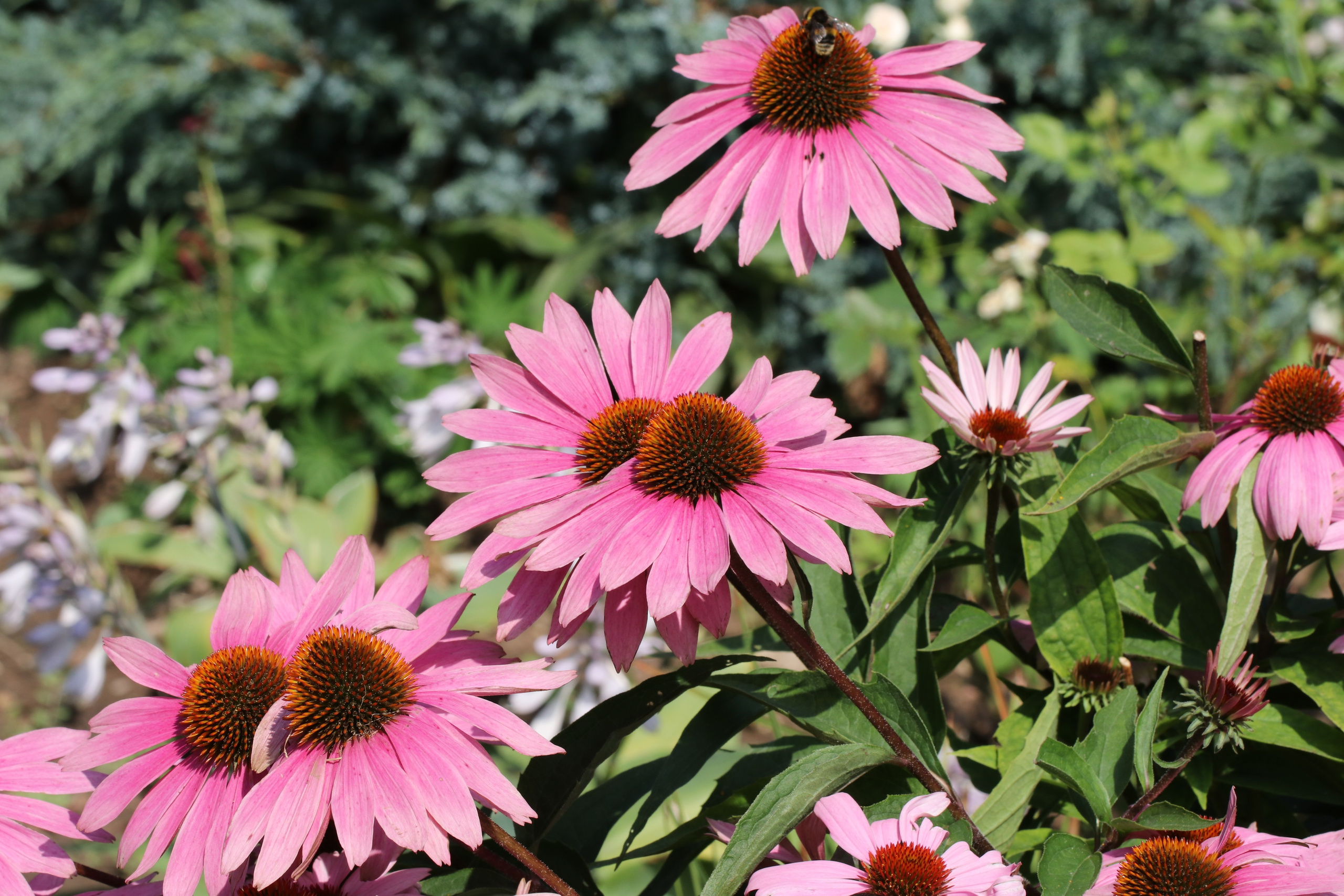 Эхинацея из Кисловодска. Фото-художник и Репортажный фотограф Николаев Александр Алексеевич