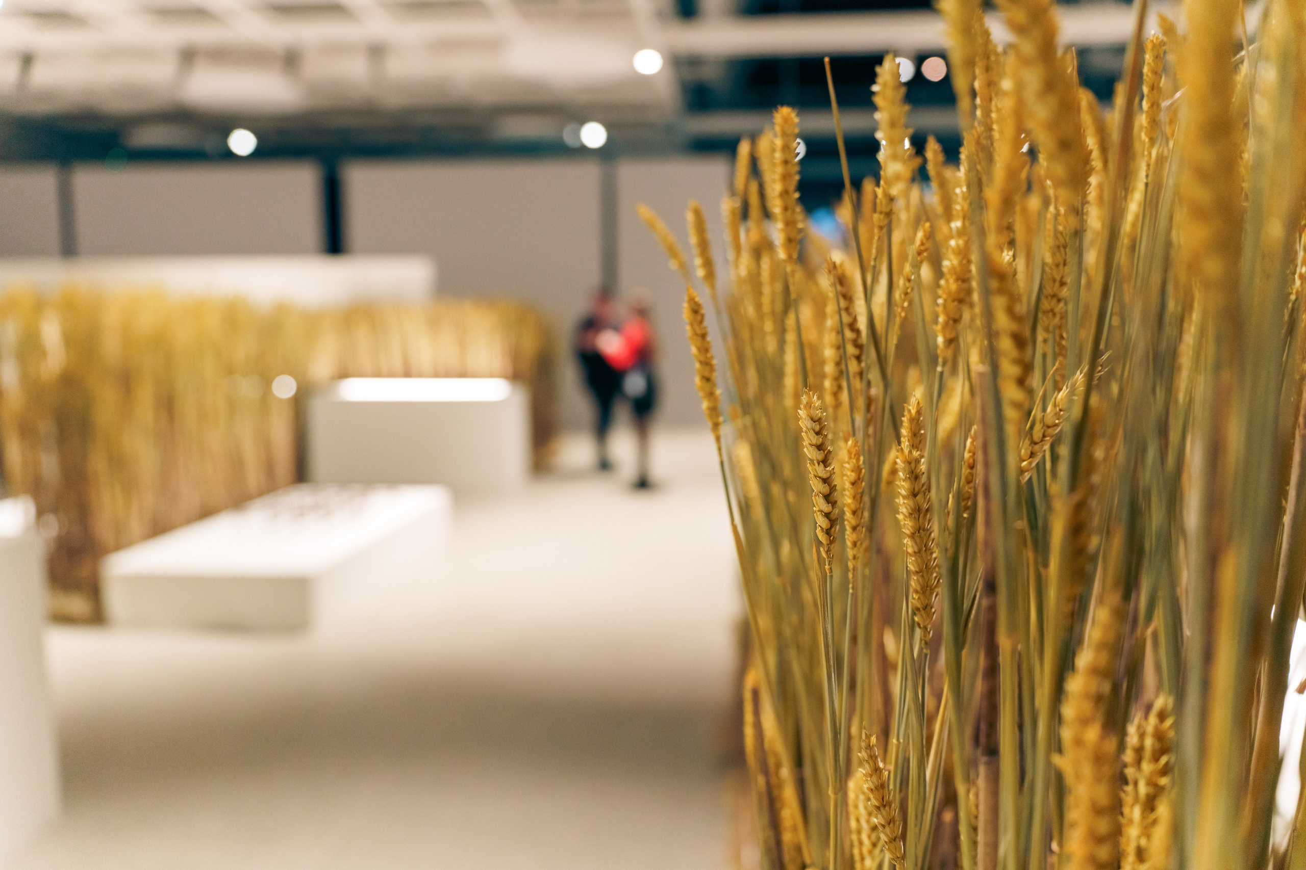 Выставка Великая страна — великая победа. Фотограф в Санкт-Петербурге Ибрагимова Алина