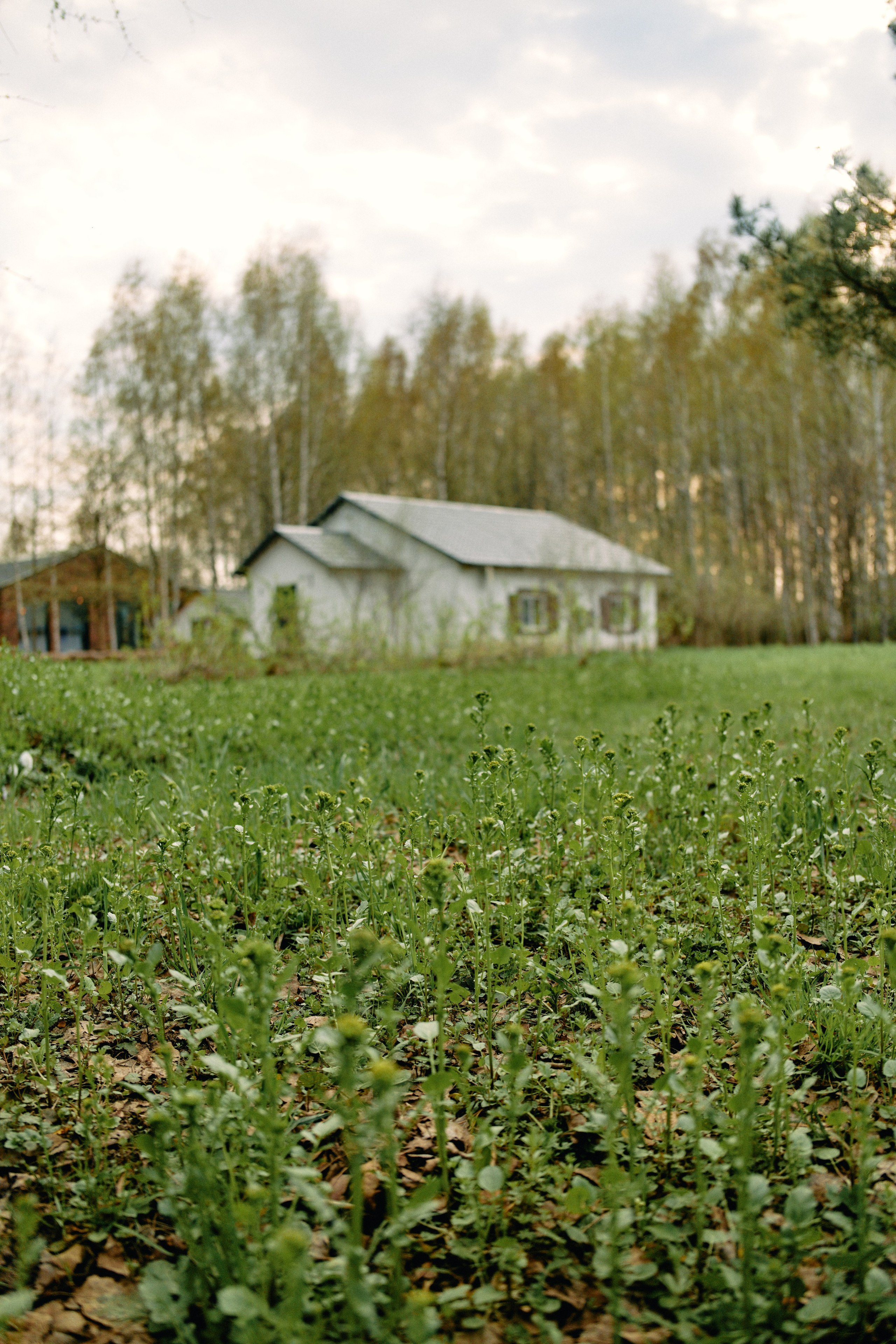 Бутик-отель Поле летом. Профессиональный Фотограф во Владимире, в Москве и в Суздале — Полина Романычева