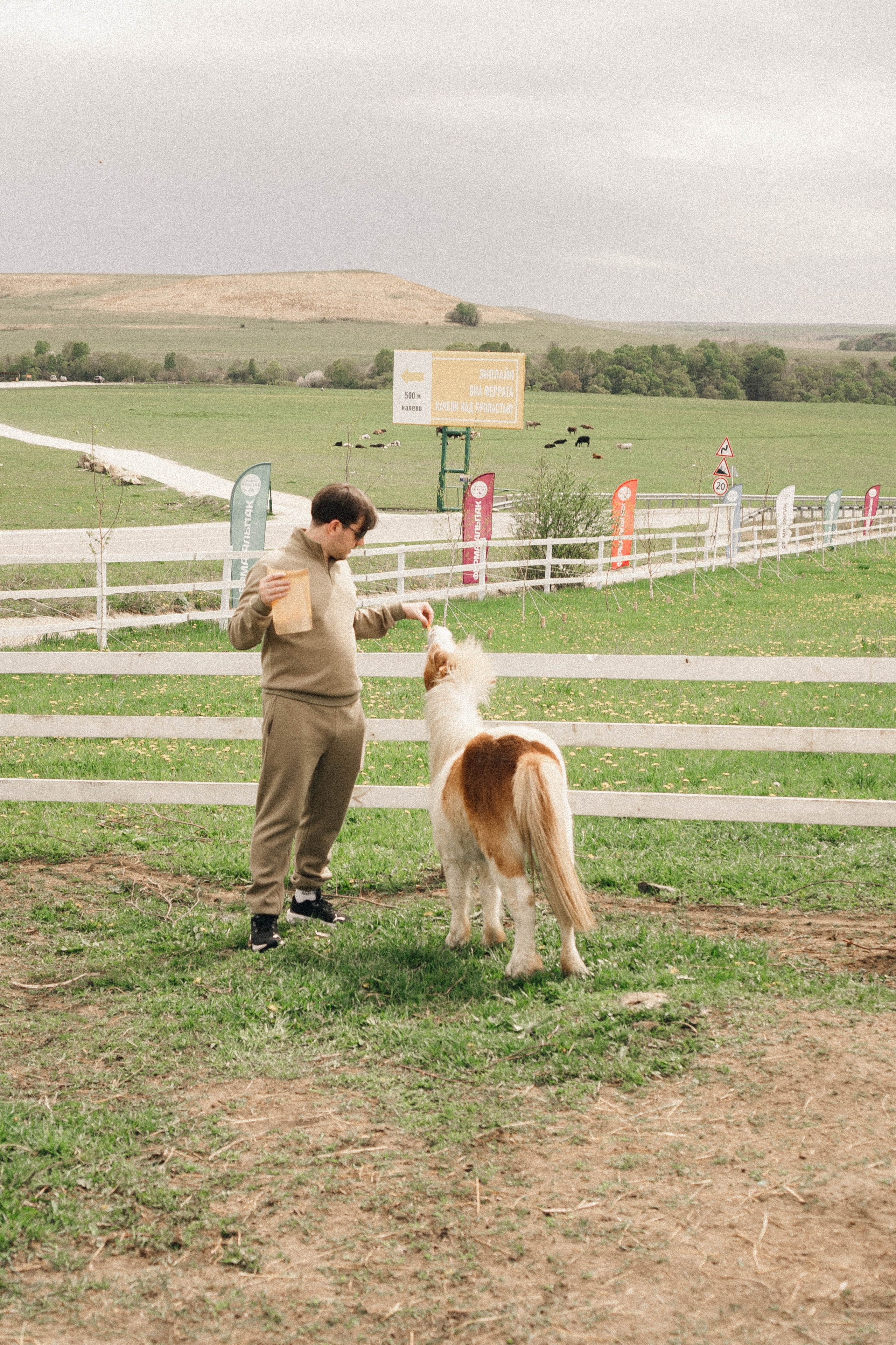 Ферма Альпак. Профессиональный фотограф, Санкт-Петербург — Виктория Богомолова