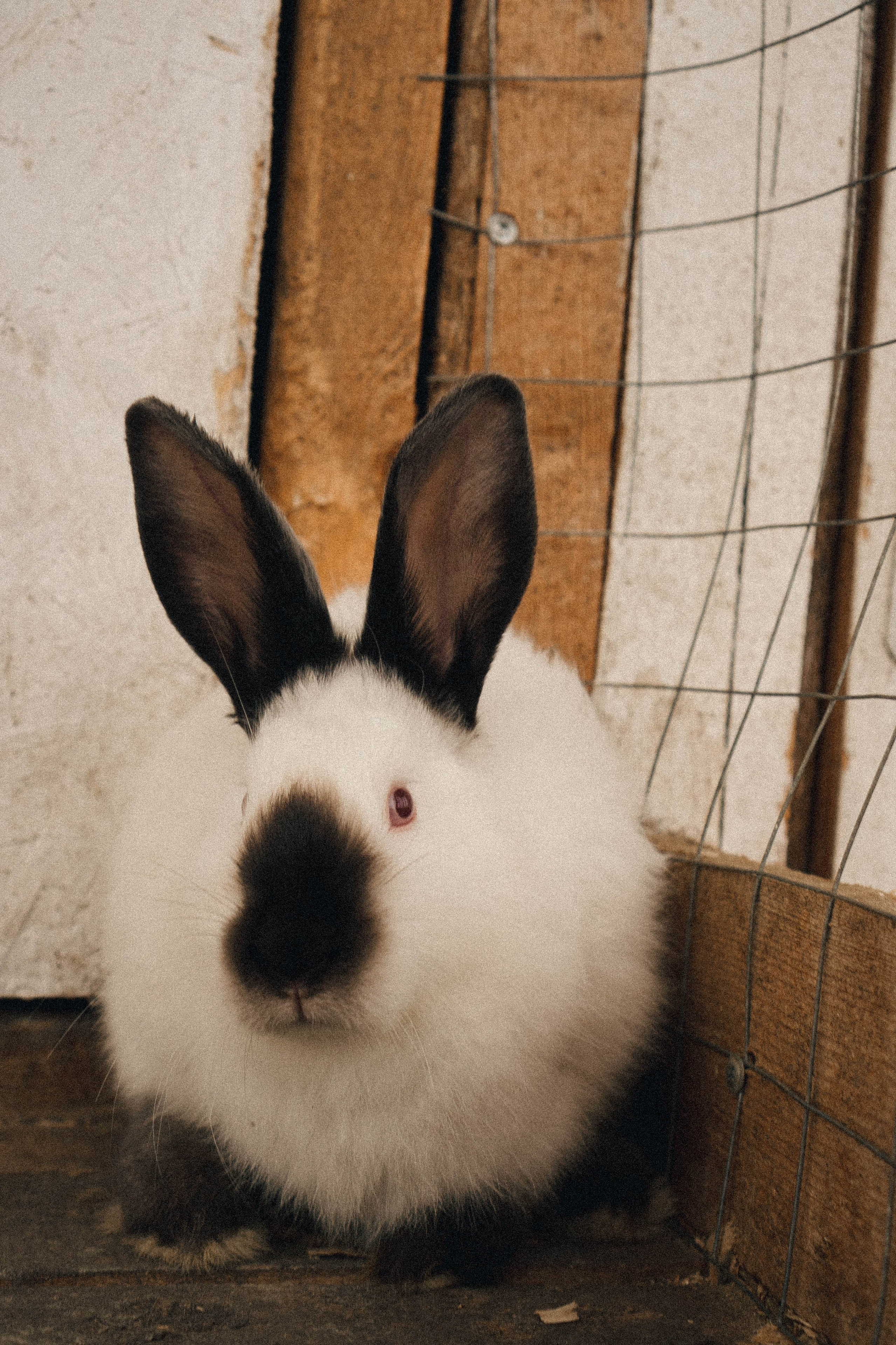 Ферма Альпак. Профессиональный фотограф, Санкт-Петербург — Виктория Богомолова