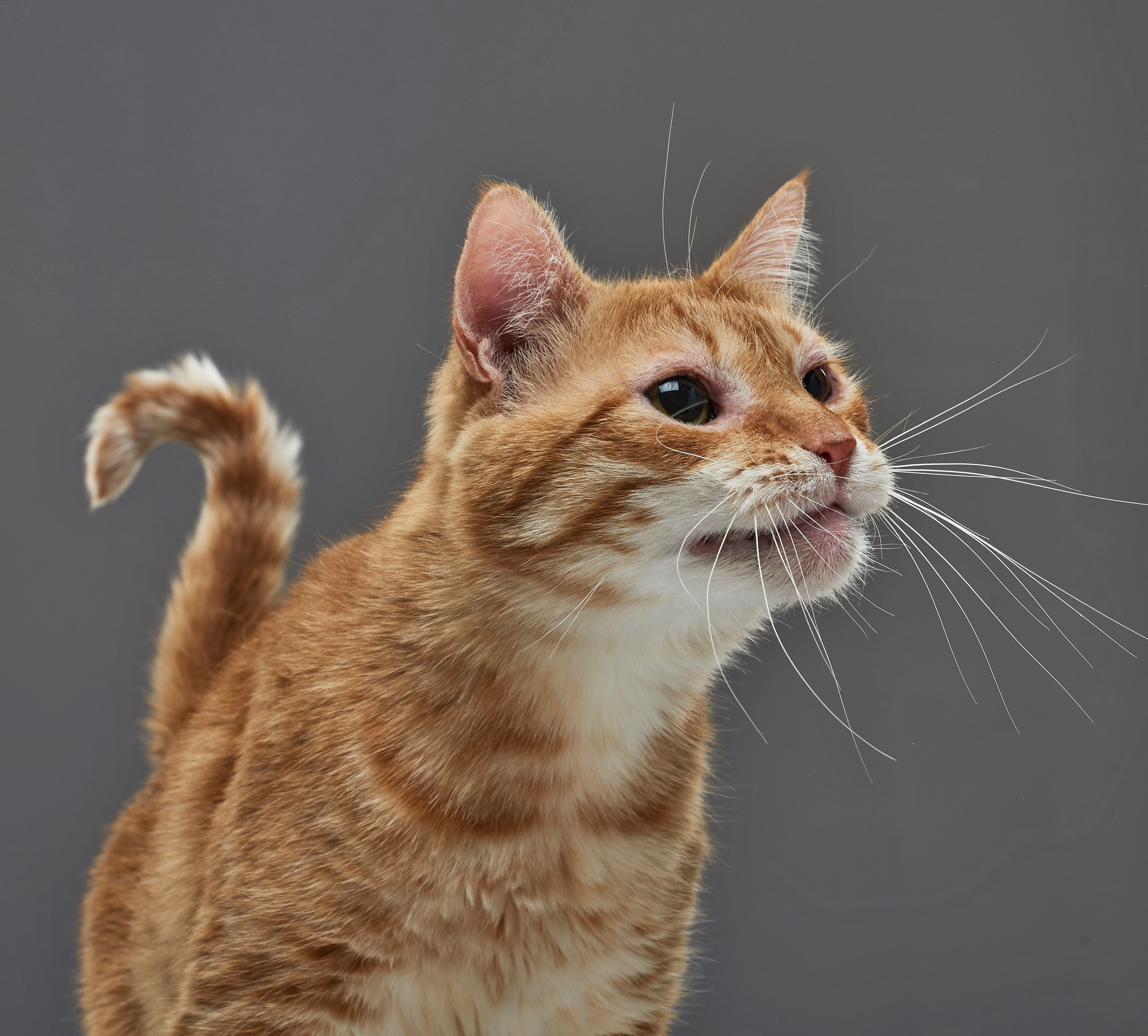 ЖИВОТНЫЕ. Www.apowerstudio.com