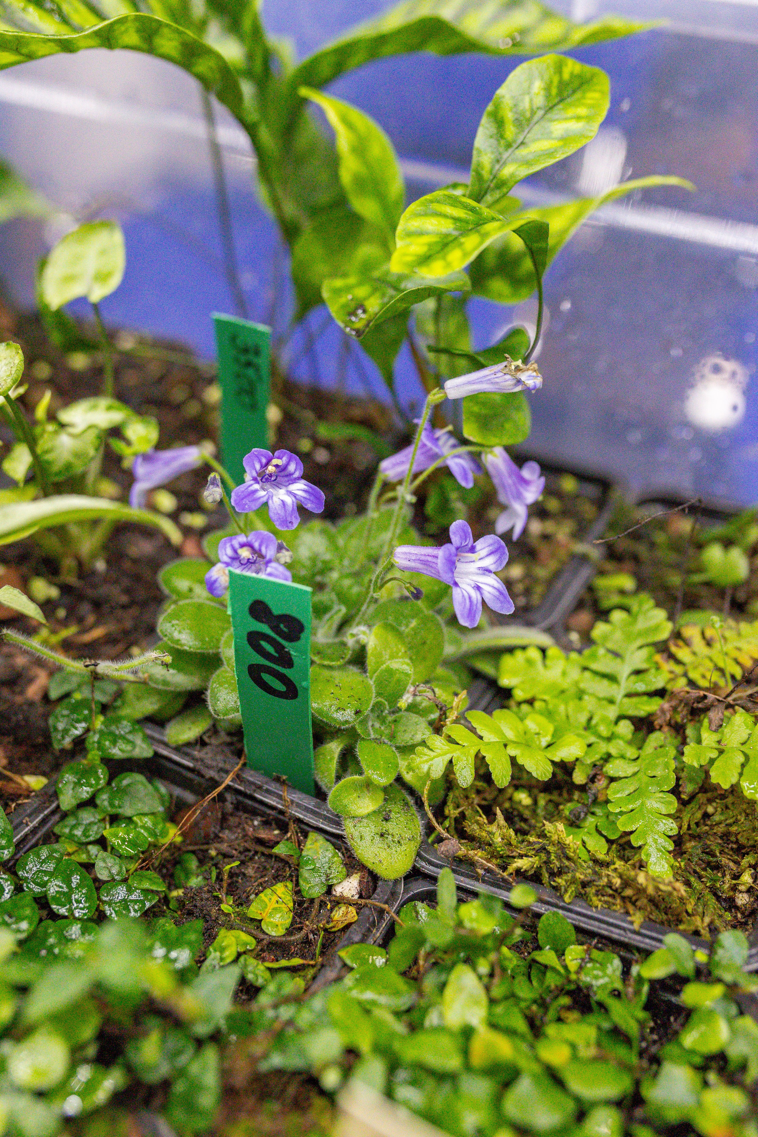 Орхидиум сентябрь 2025. Александра Куликова фотограф, Москва