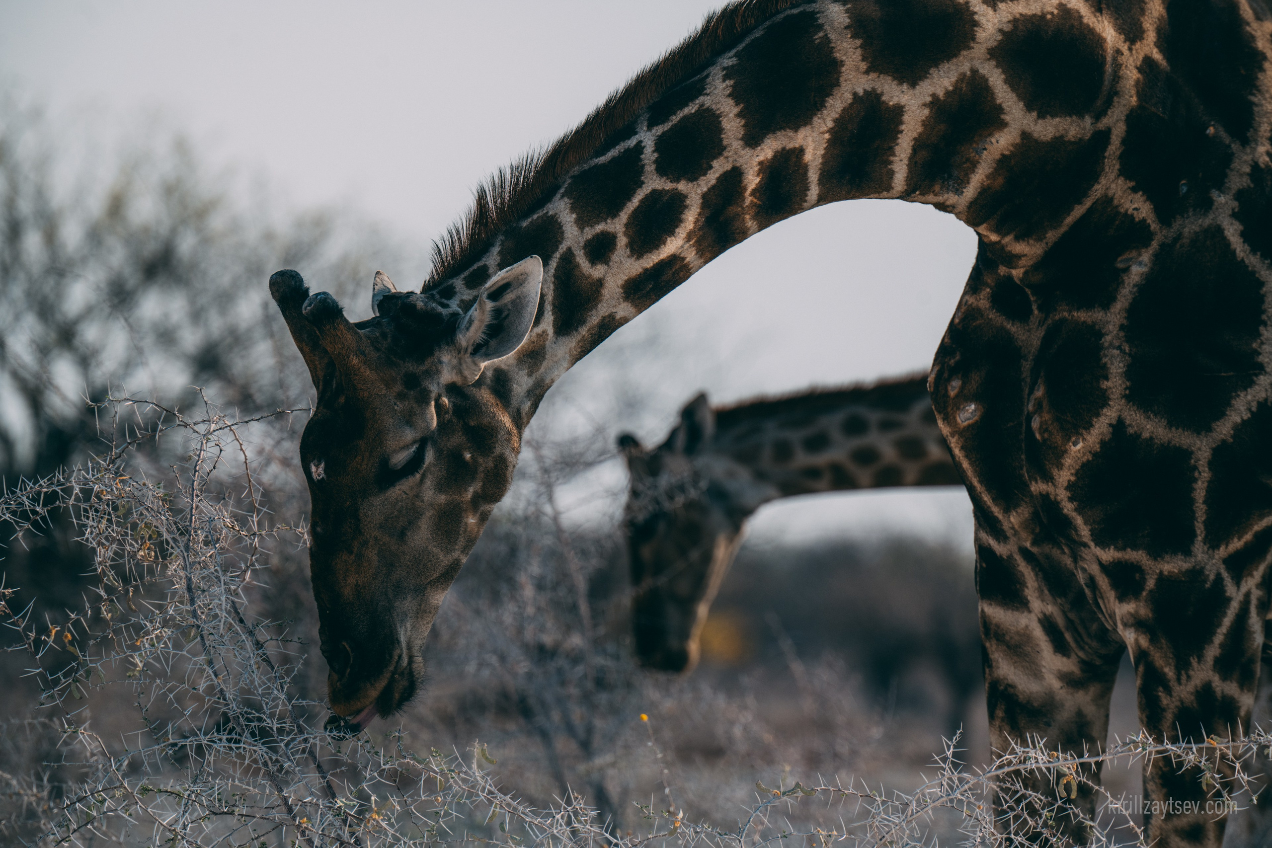 Жизнь. Профессиональный фотограф Кирилл Зайцев