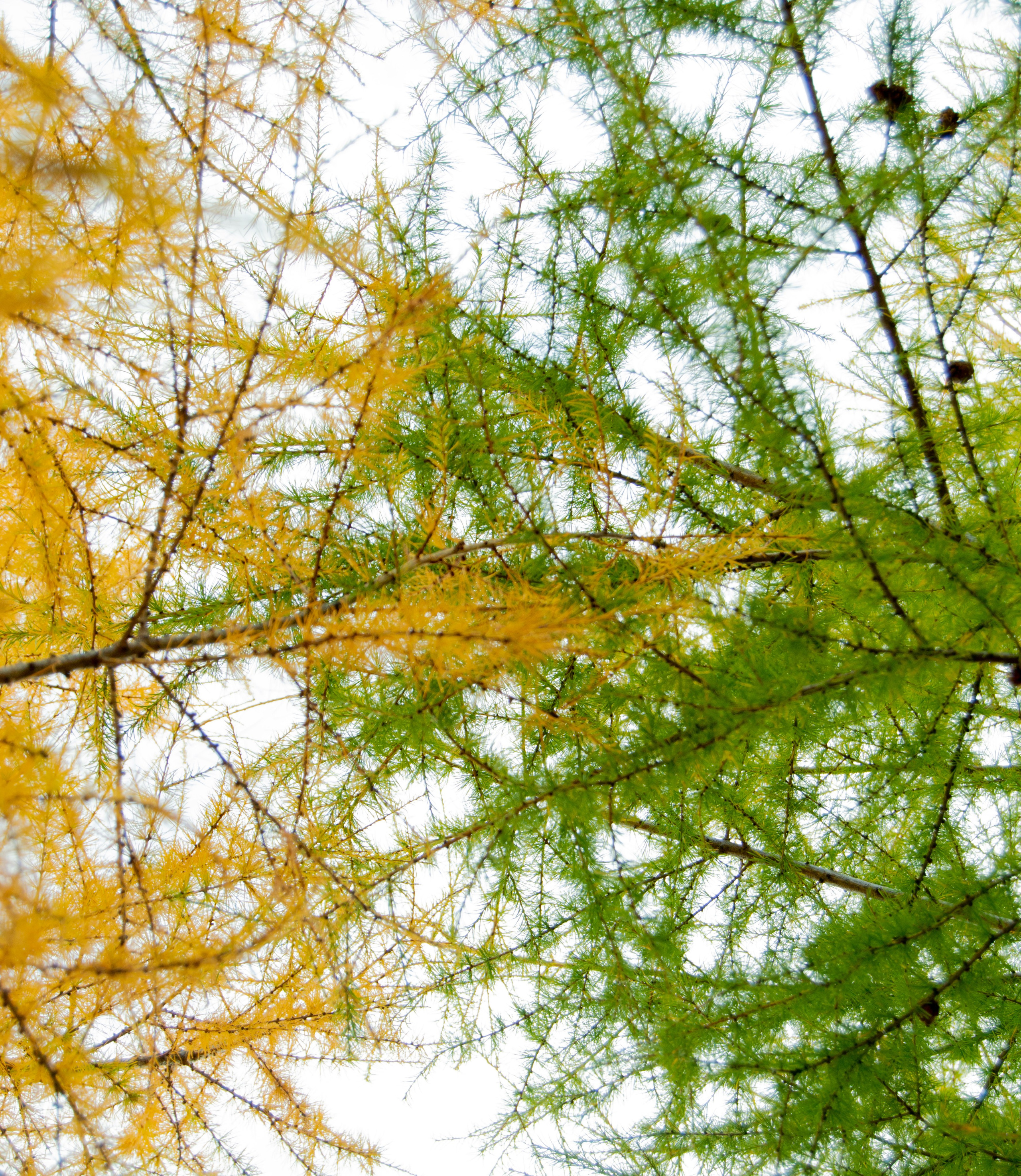 Природа. Фотограф Юлия Левандовская, п.Ясногорск