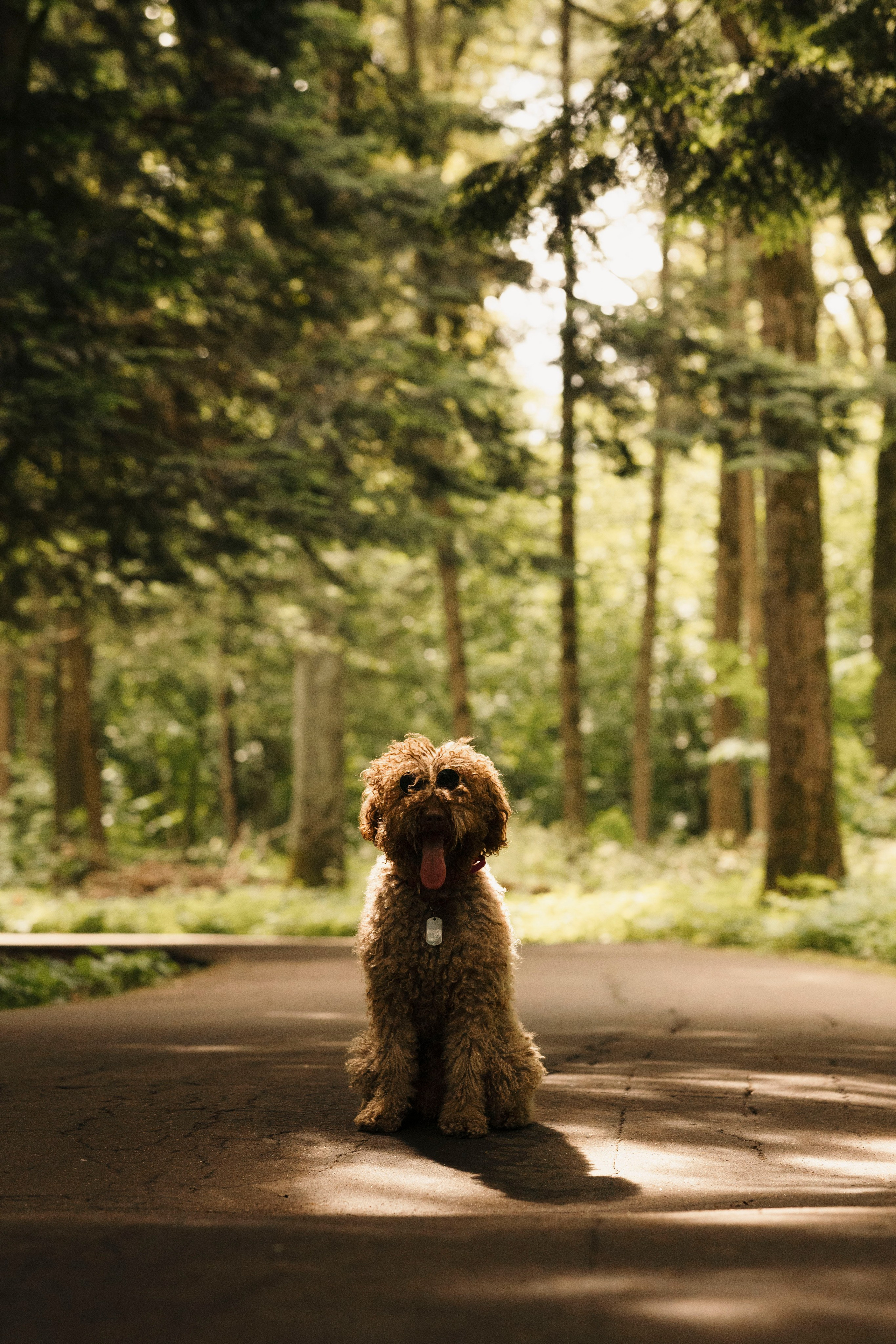 Зизи. Фотограф- анималист Александра Матвеева