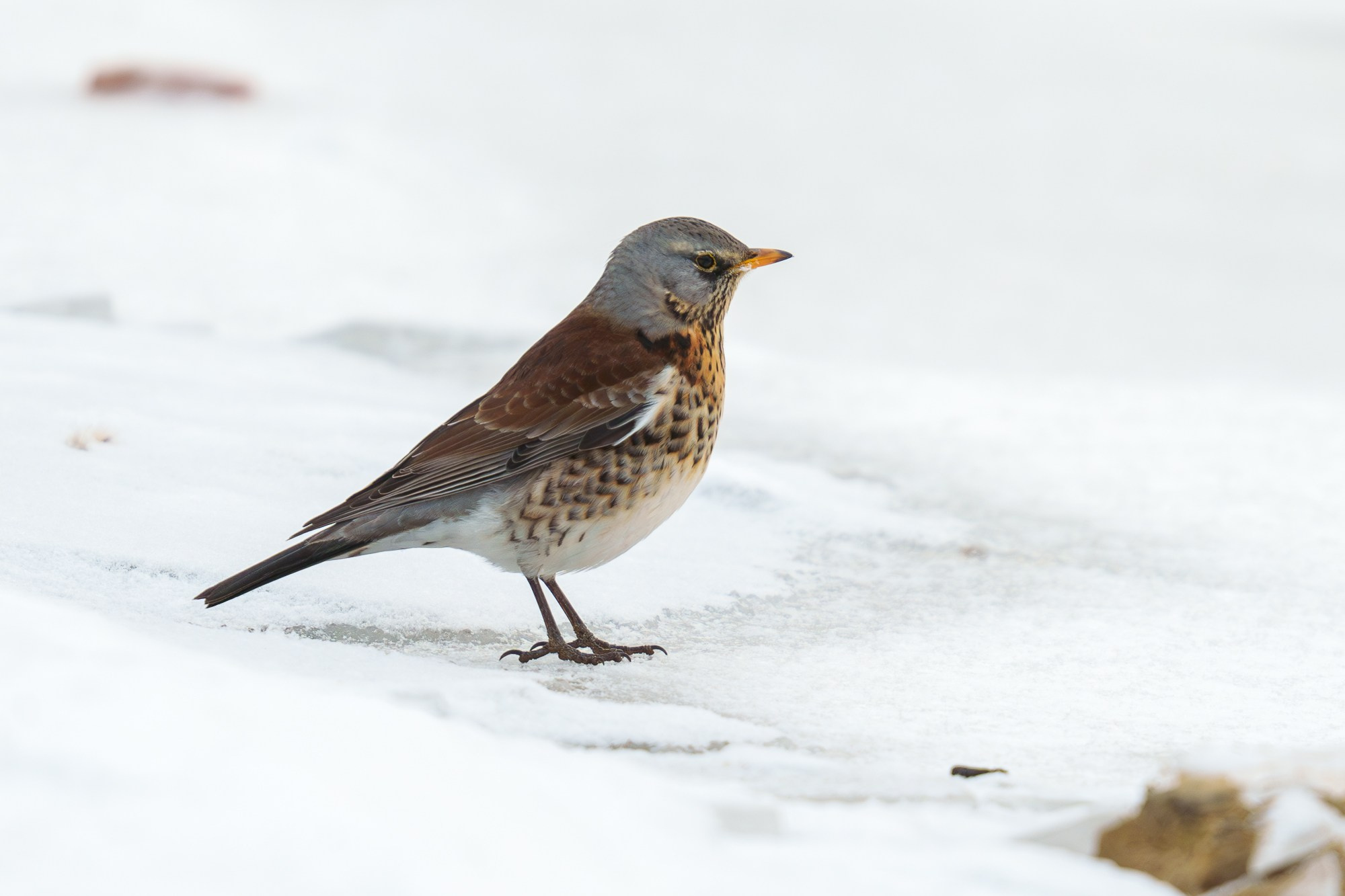 Удивительные мир птиц. Вокруг нас столько прекрасного — присмотритесь!. Ваш личный фотограф Марина Волкова
