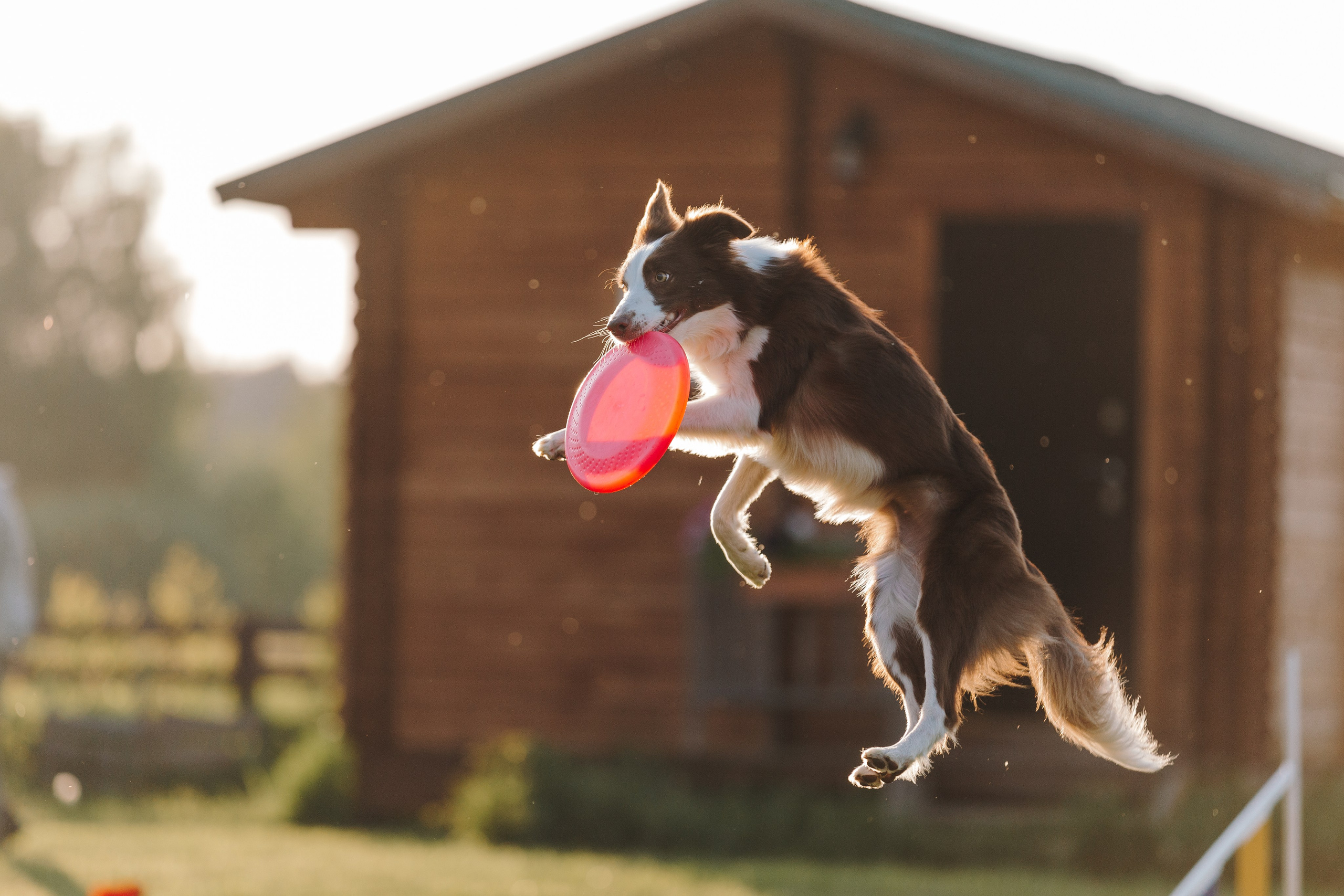 Кинологический лагерь в Горыныче. Фотограф анималист Кристина Карпова, Москва
