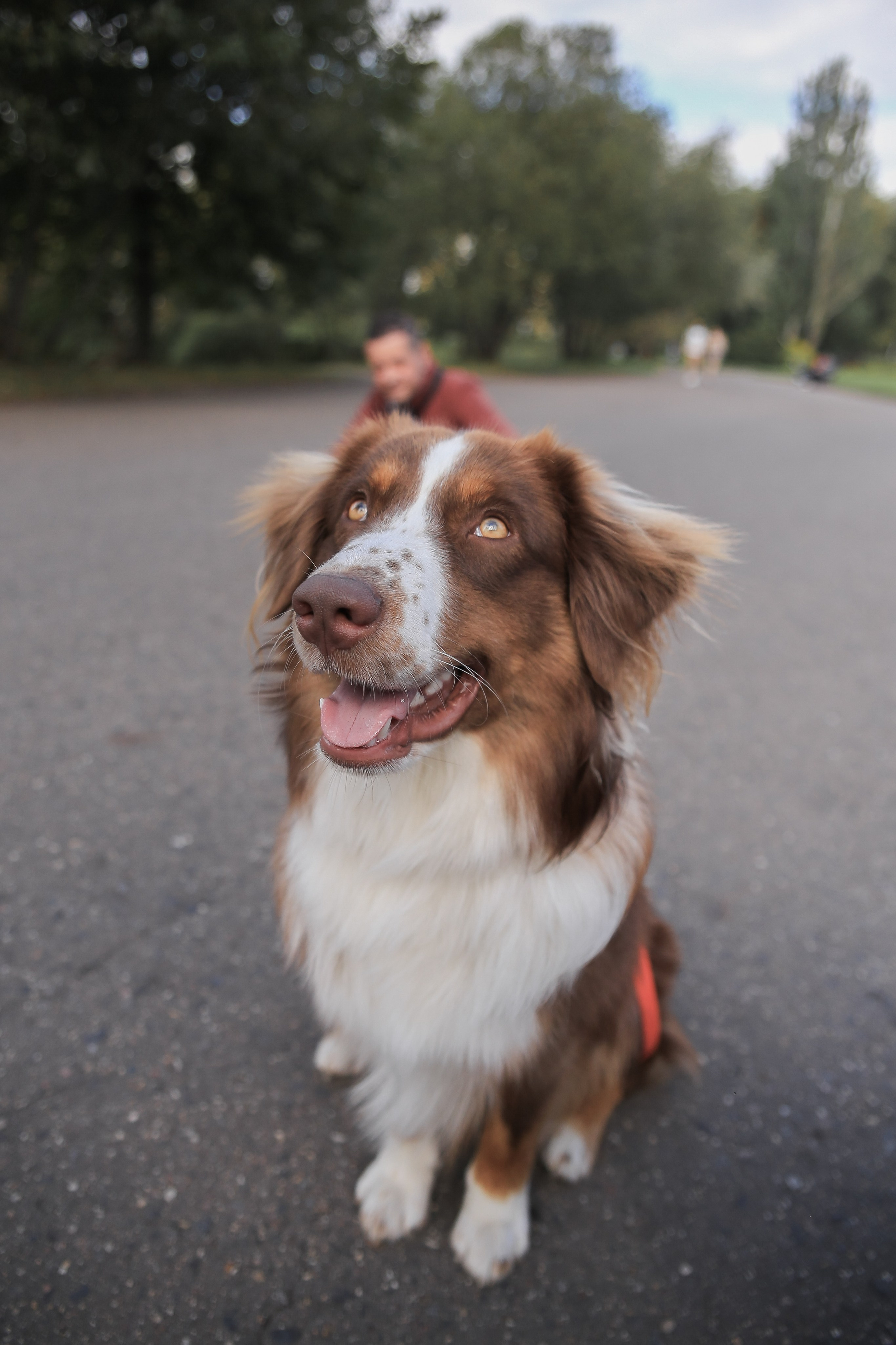 Семейная осенняя прогулка. Антонина Морозова, профессиональный семейный фотограф видеограф
