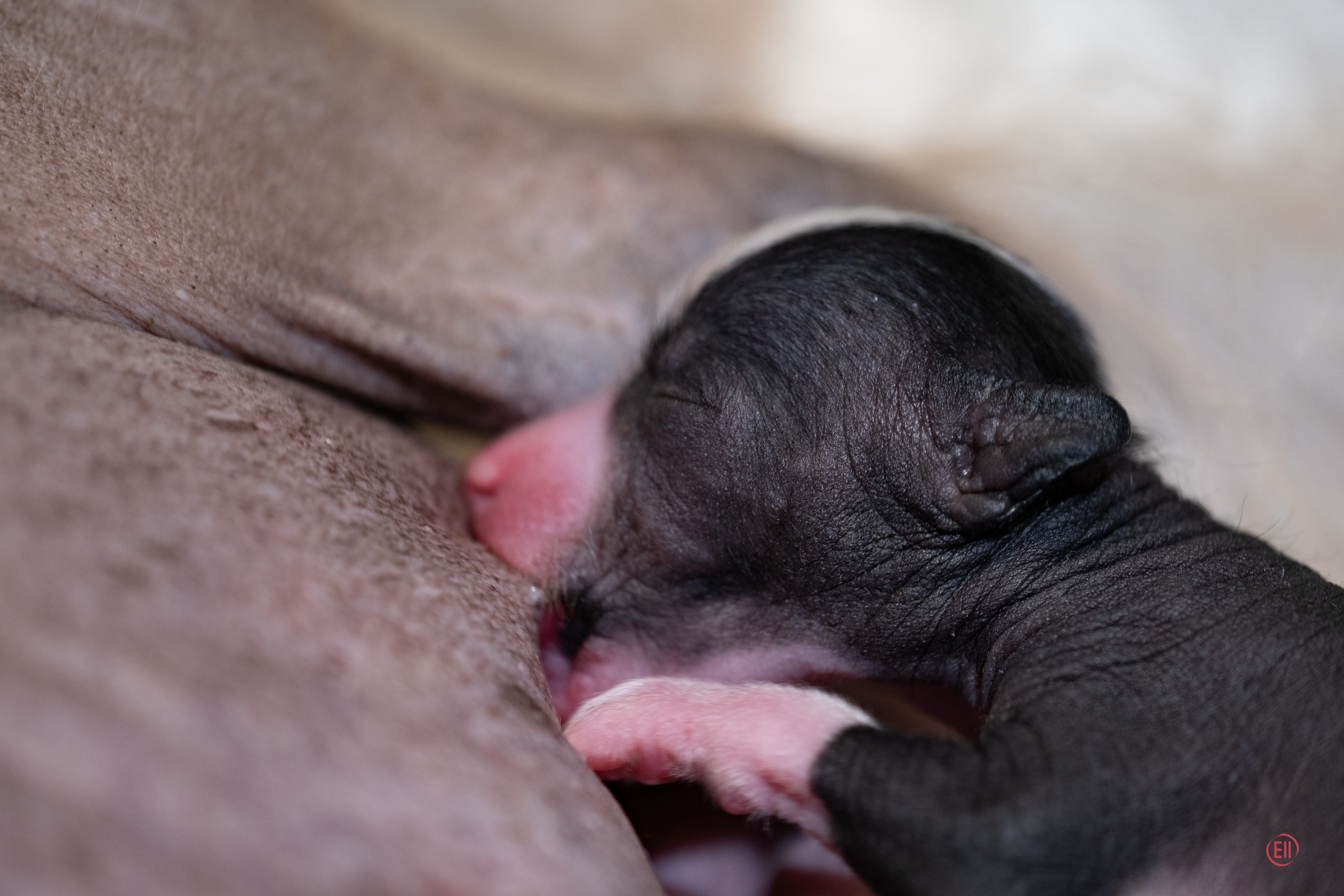 4-й день. Poale Ell Dominika