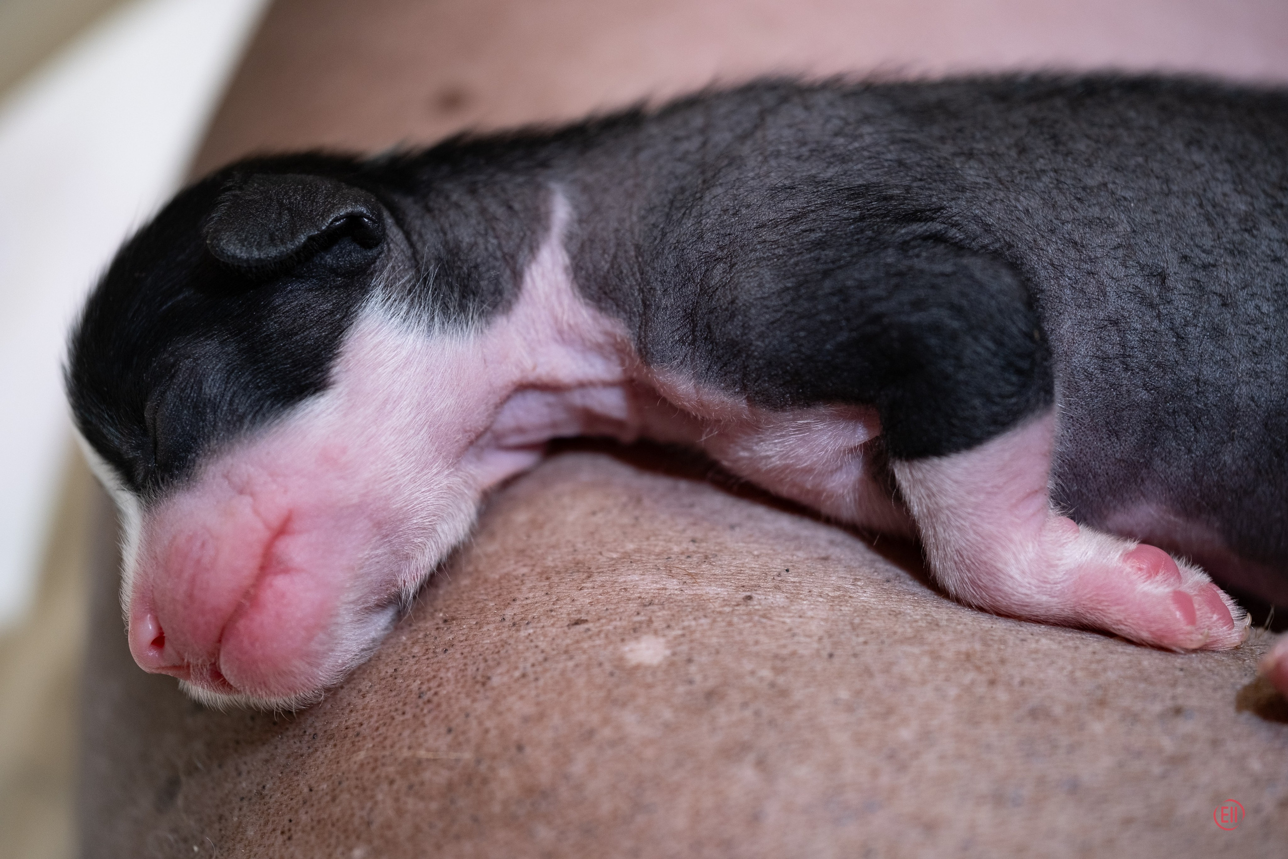 4-й день. Poale Ell Dasha