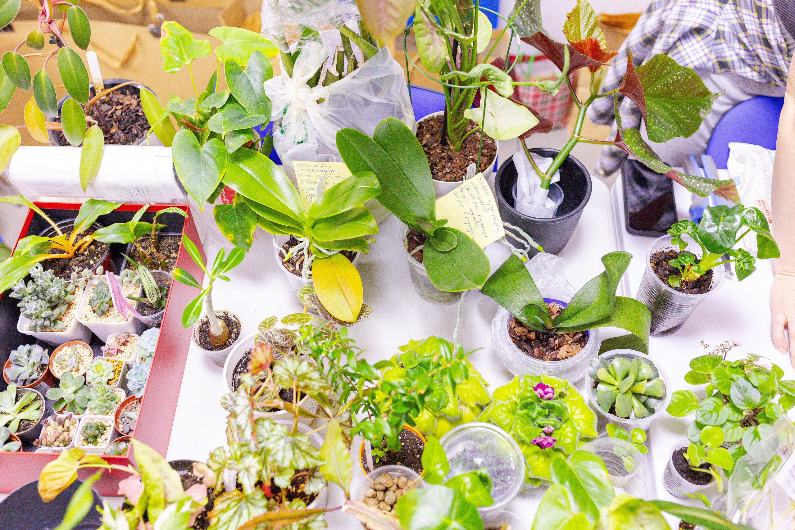 Орхидиум сентябрь 2025. Александра Куликова фотограф, Москва