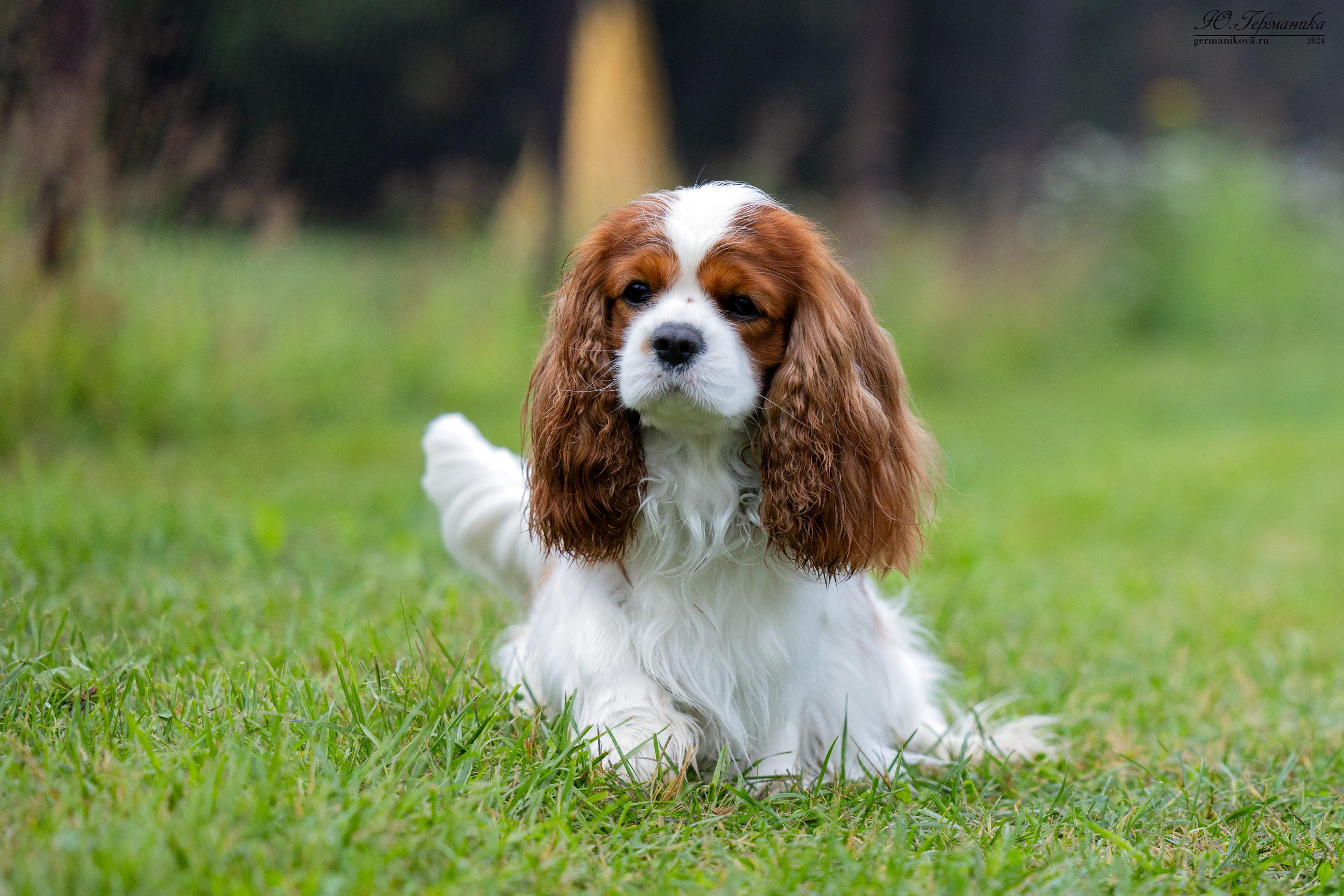Ярославль 21.07.24 и Балашиха 13.07.24. Фотограф-анималист Юлия Германика