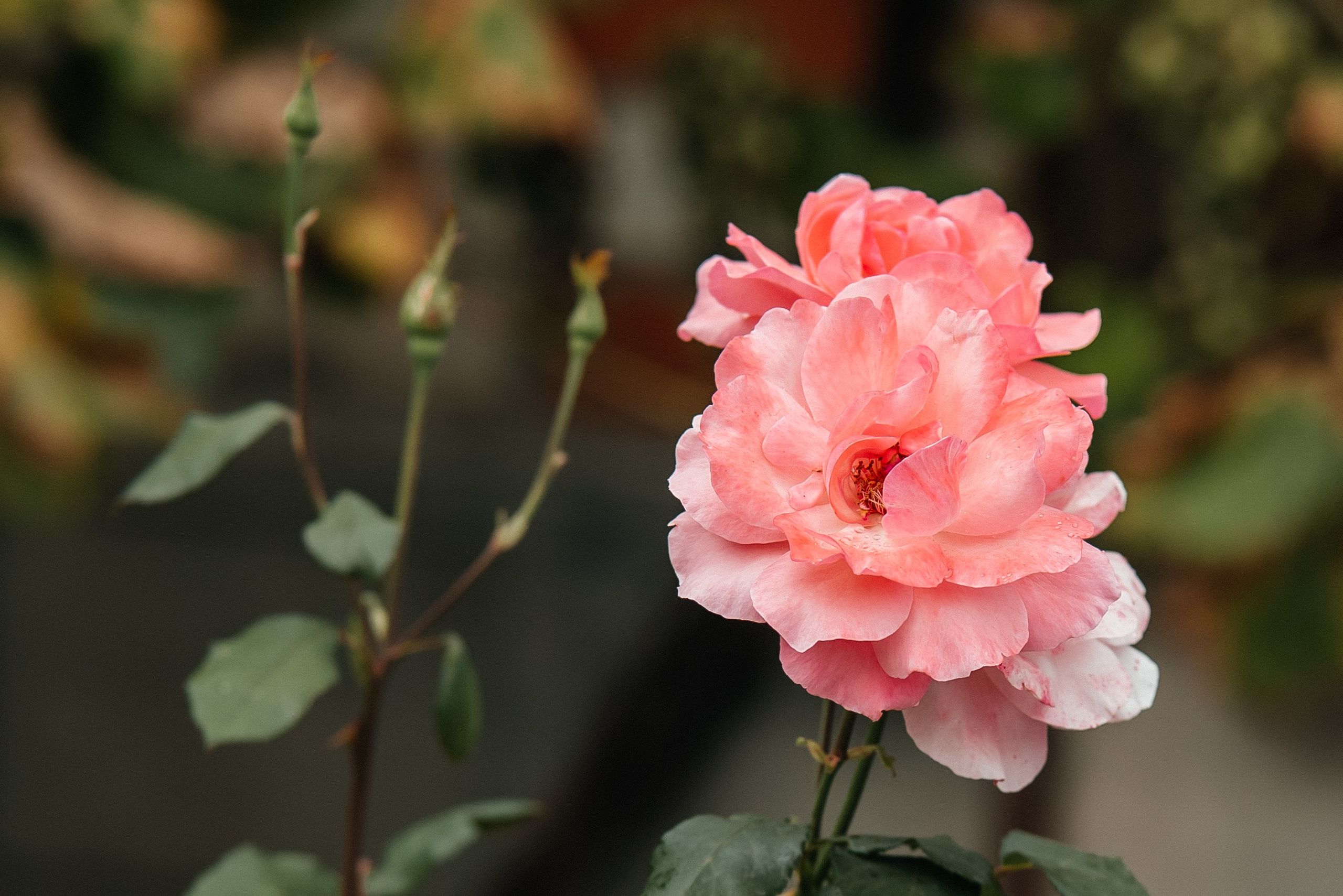 «Свадьба Даши и Артема». Школьный фотограф в Валуйках. Фотосессии для выпускников и изготовление выпускных альбомов в городе Валуйки и в Белгородской области