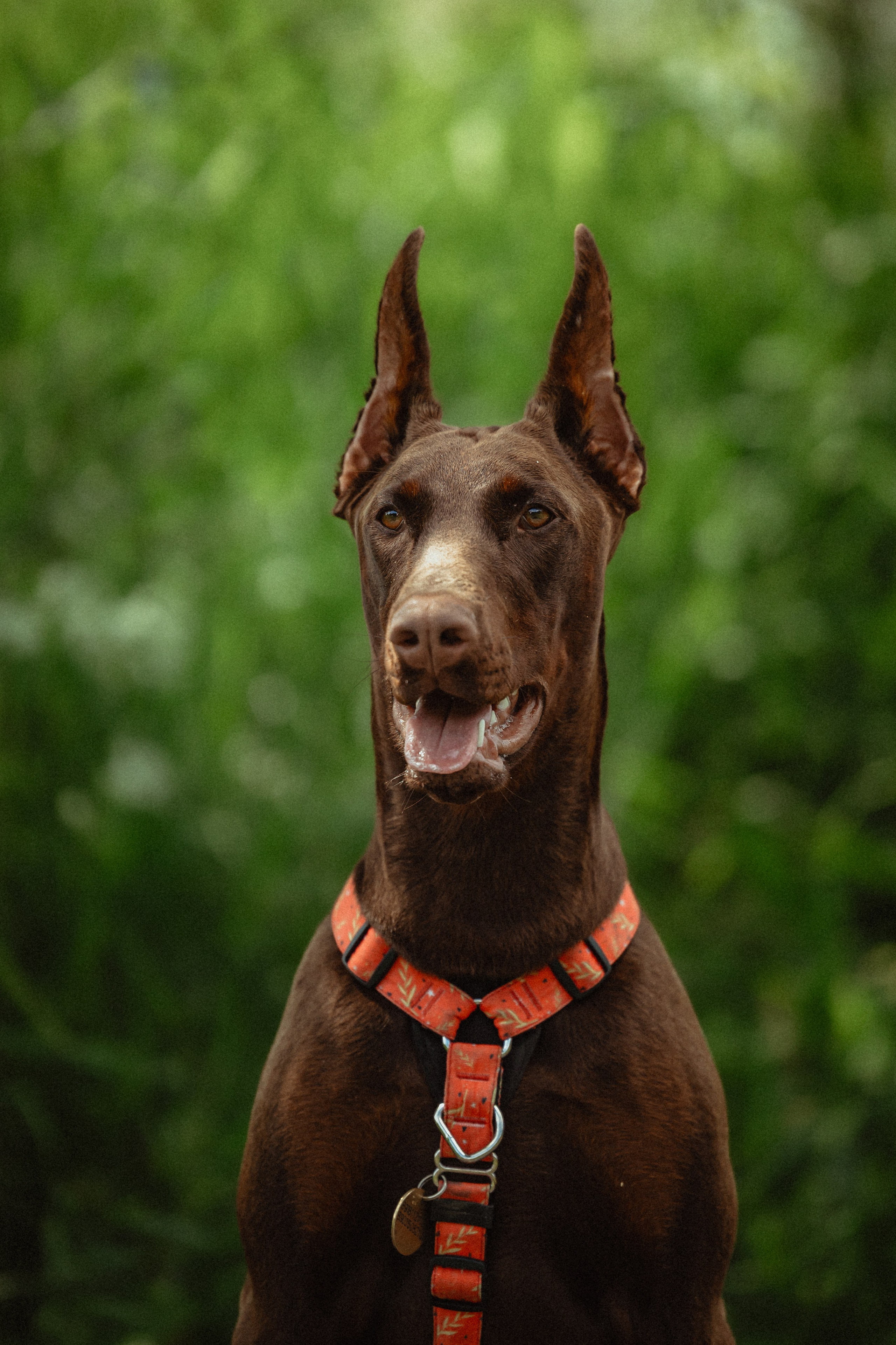 Выездной дог-тренинг от школы «Шерсть имею»