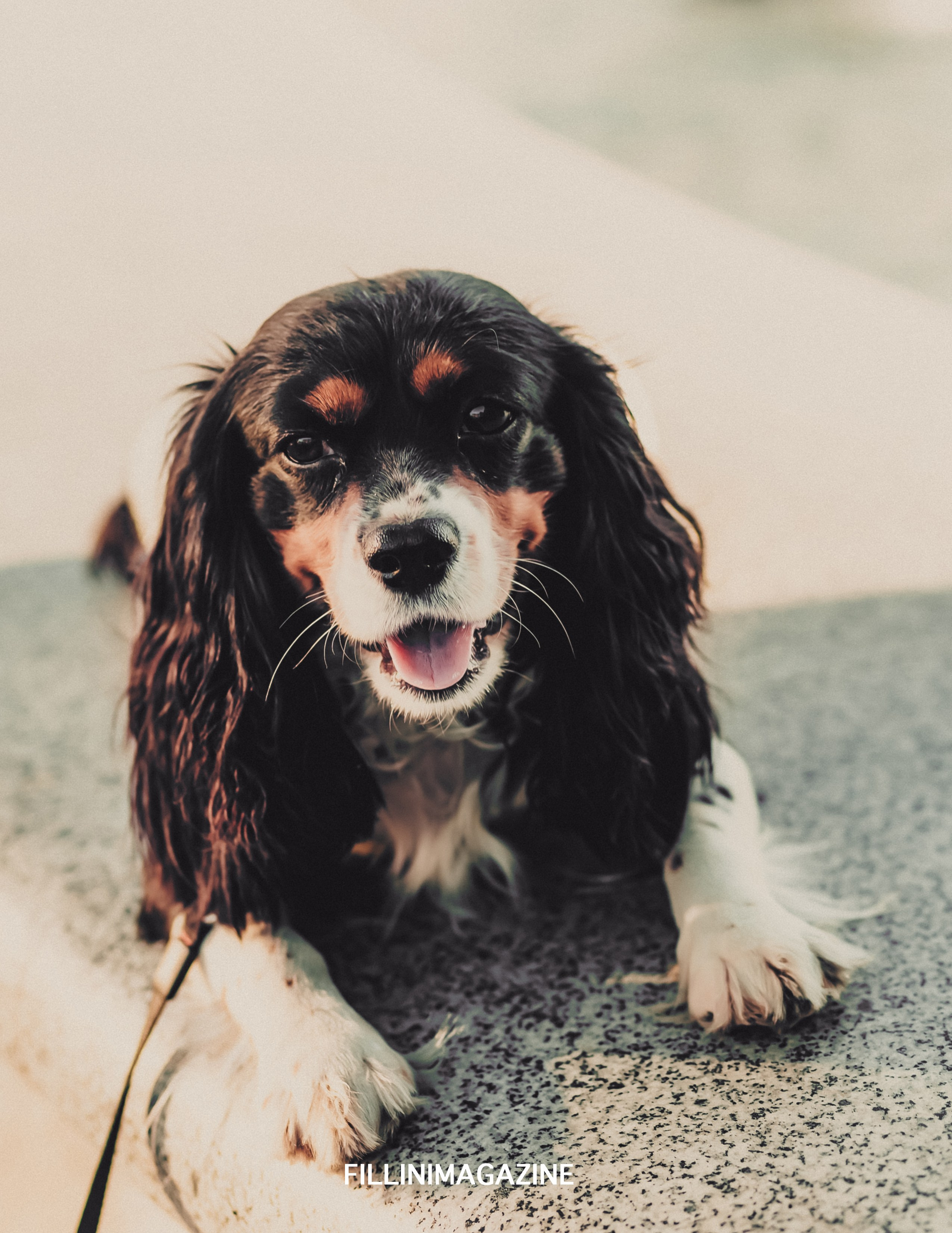 Детская фотосессия с доберманом в Серпухове. Фотограф в Подольске — Мария Бучнева