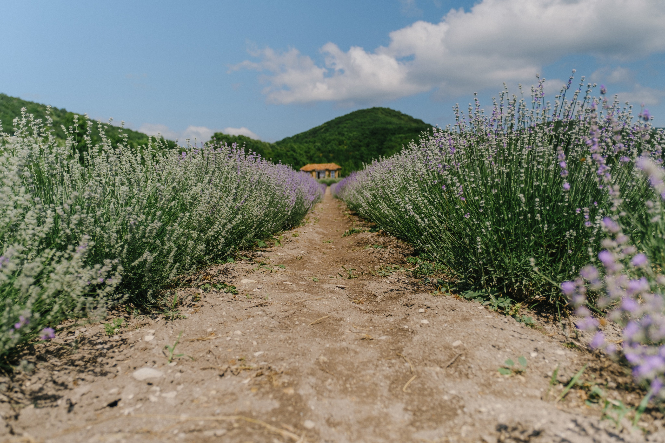 Лавандовые поля-Maison de Plantes. Свадебный Видеограф Фотограф в Сочи