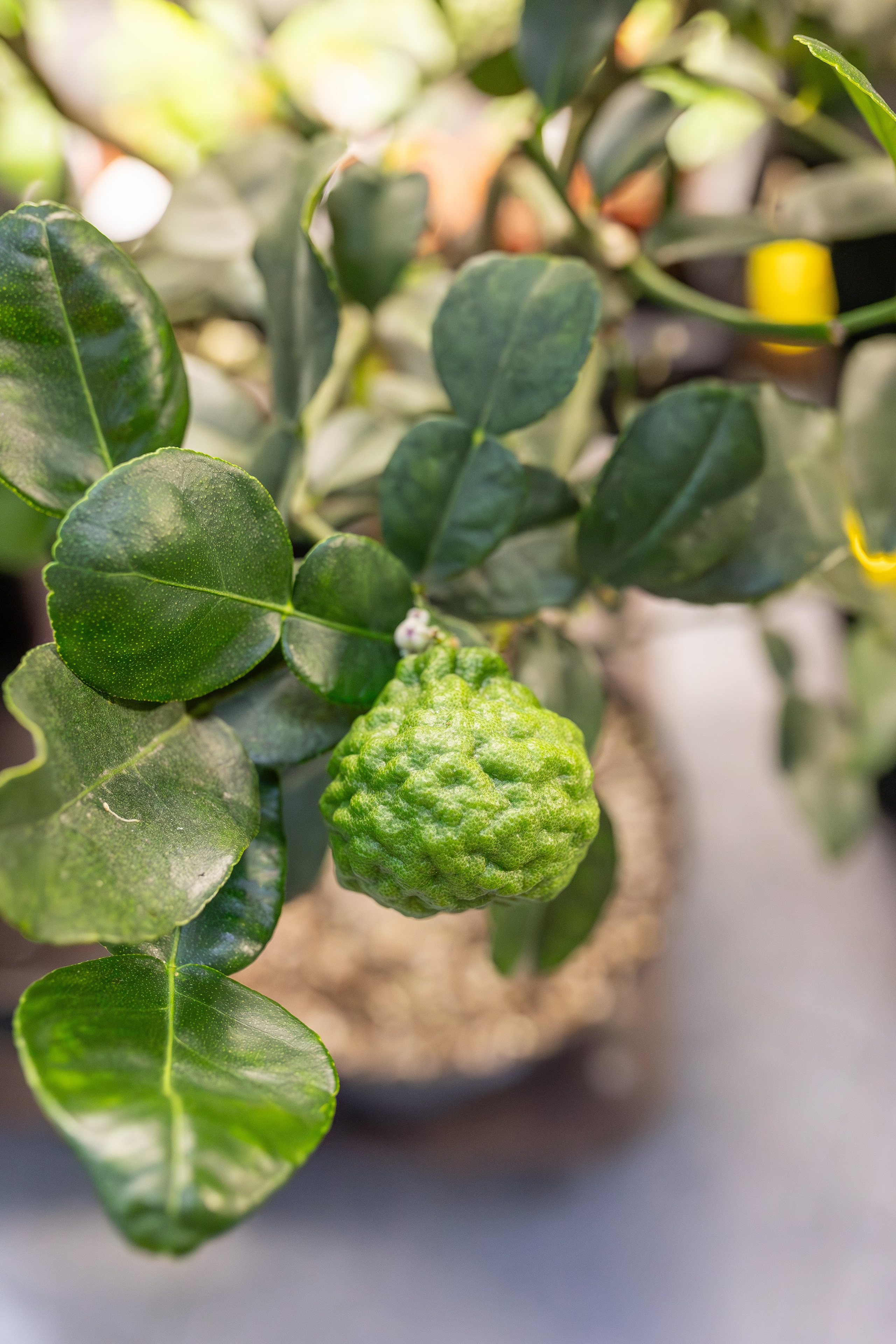 Монстериум апрель 2026. Александра Куликова фотограф, Москва