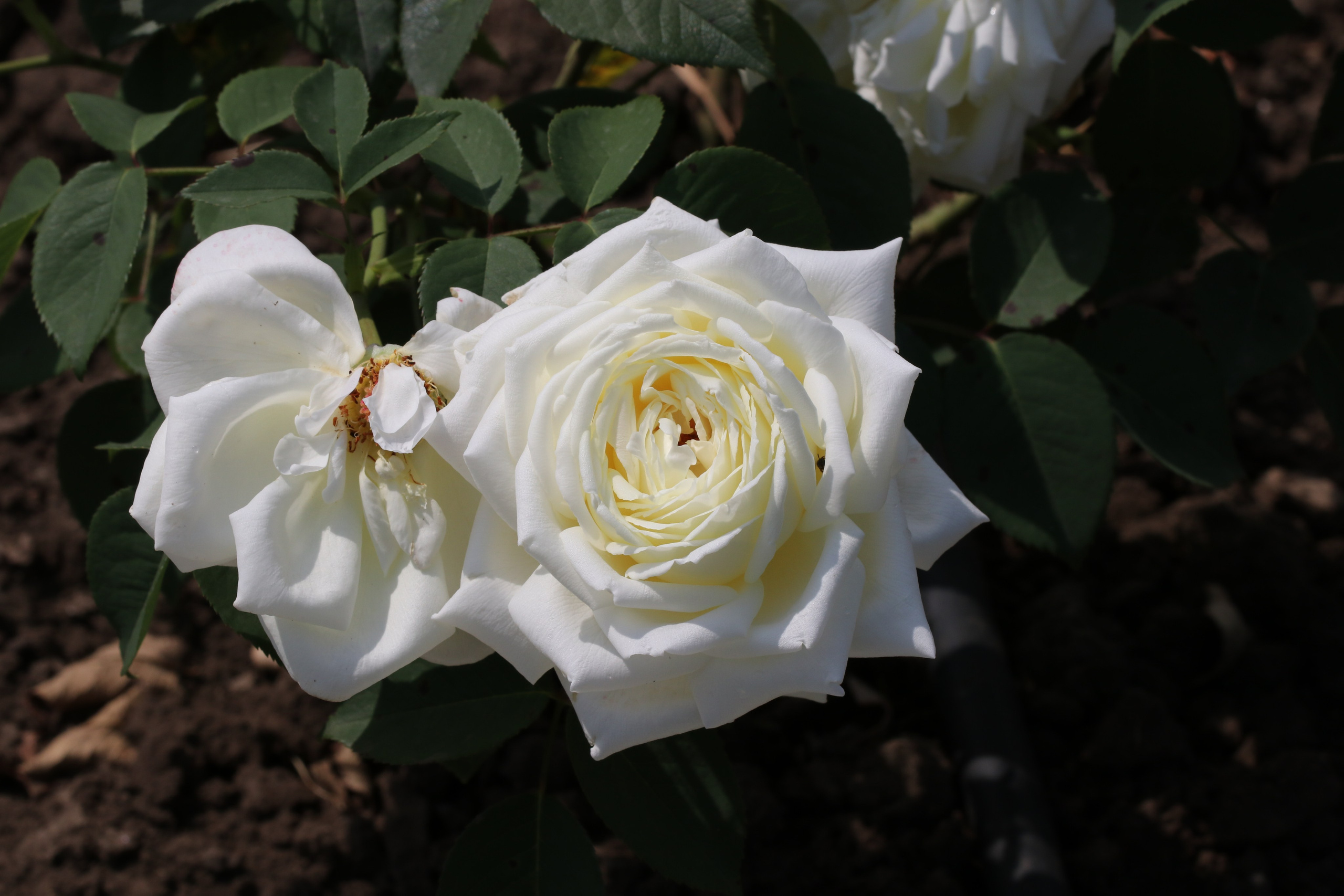 Долина роз в Кисловодске. Фото-художник и Репортажный фотограф Николаев Александр Алексеевич