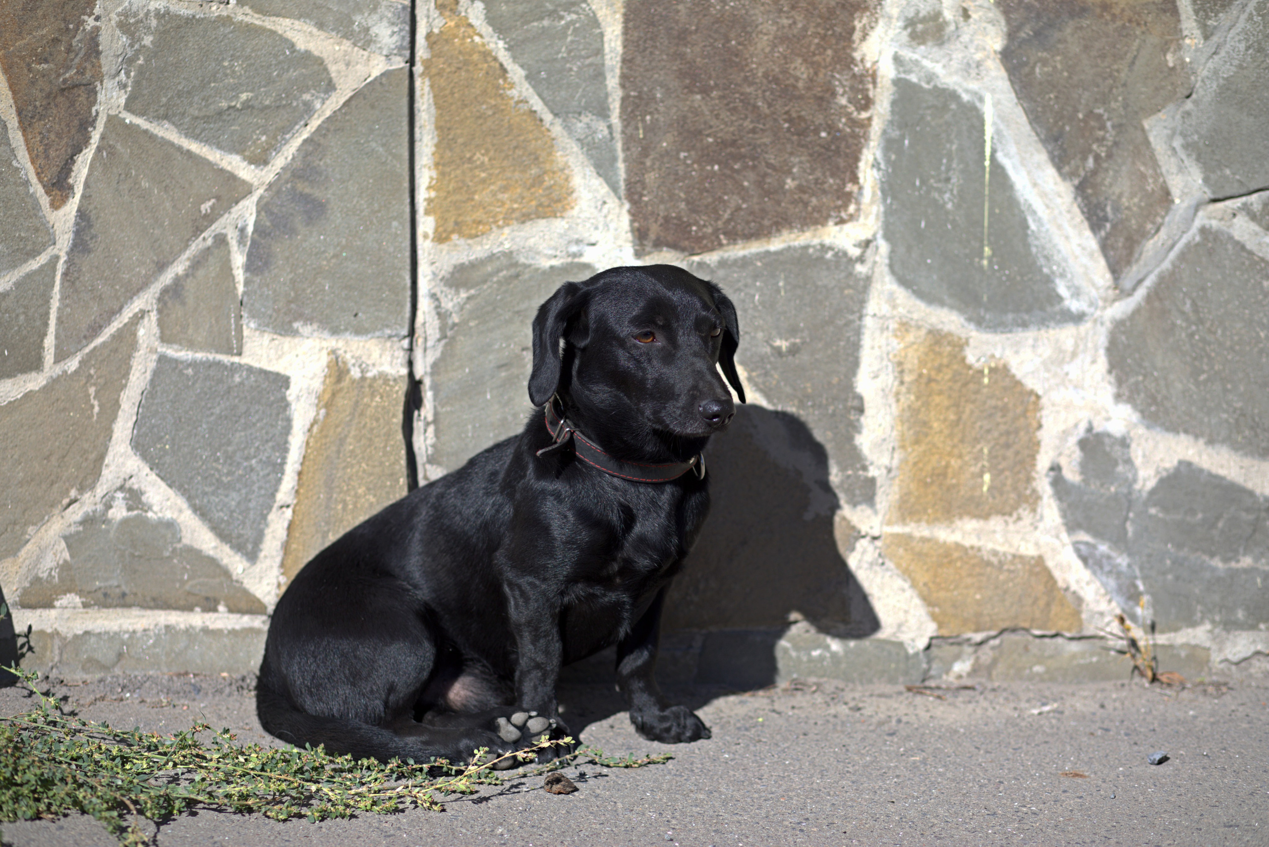 Домашние животные-Собаки. Фото-художник и Репортажный фотограф Николаев Александр Алексеевич