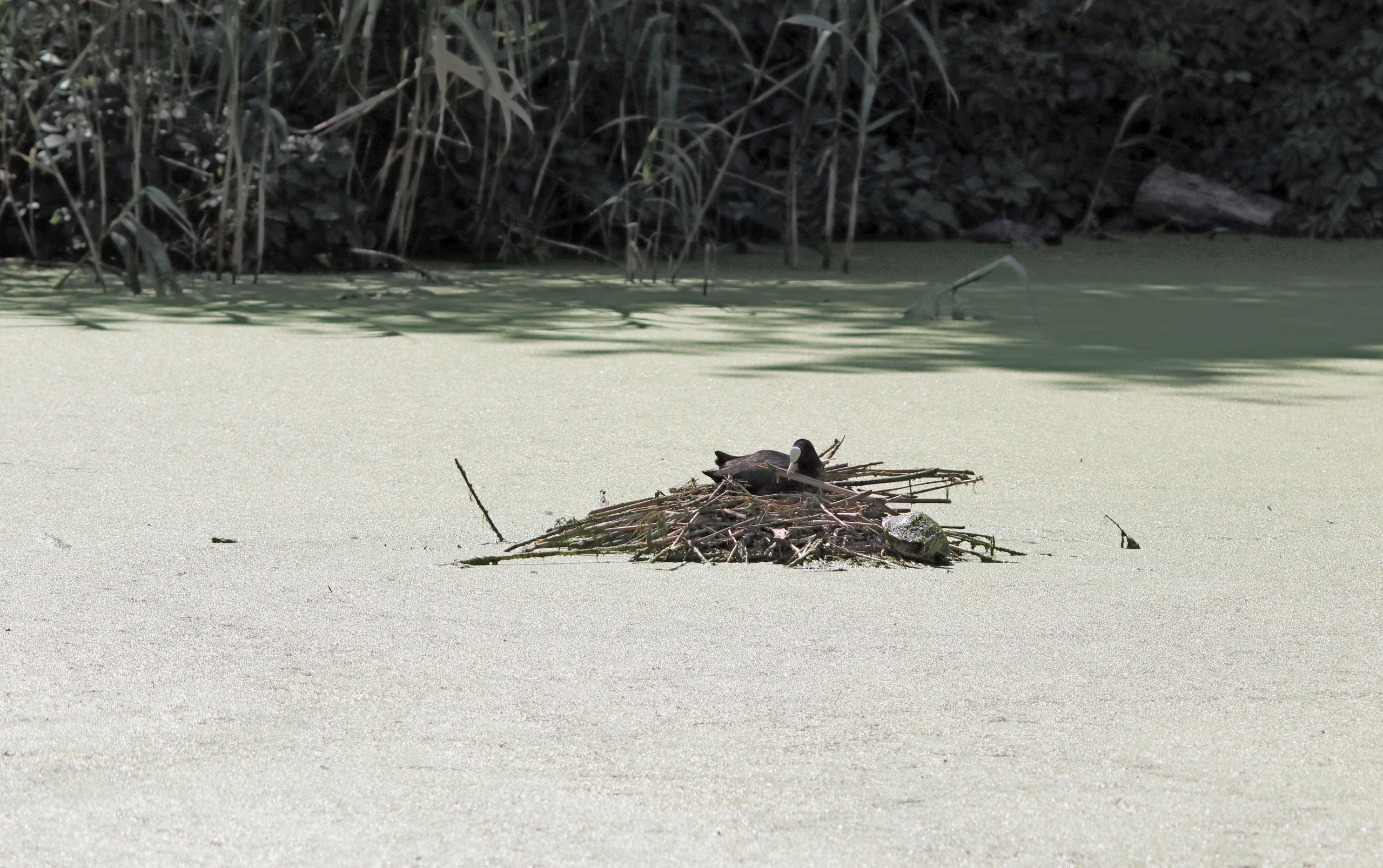 Птицы и животные южного региона. Фото-художник и Репортажный фотограф Николаев Александр Алексеевич