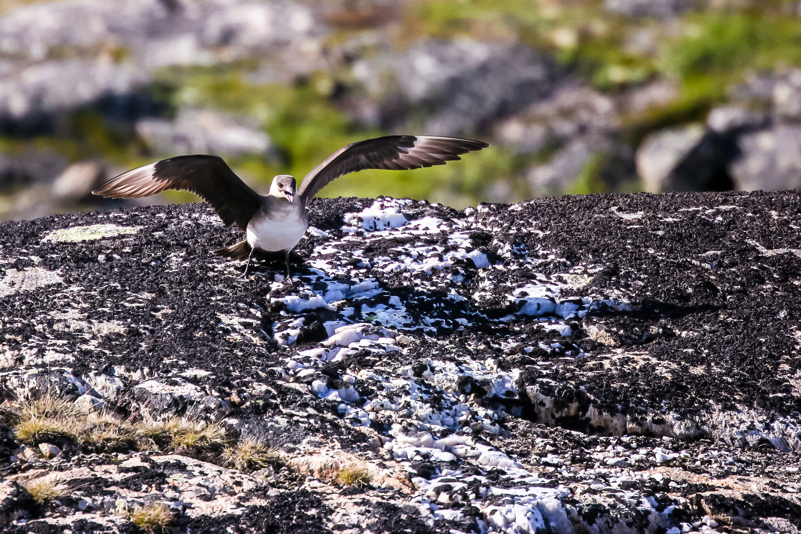 Баренцево море. Пейзажи Крайнего Севера. Баренцево море, Рыбачий, Средний, Немецкий