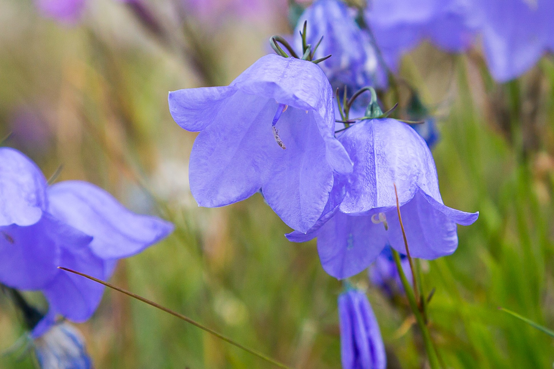 Фиорд Долгая щель. Пейзажи Крайнего Севера. Баренцево море, Рыбачий, Средний, Немецкий