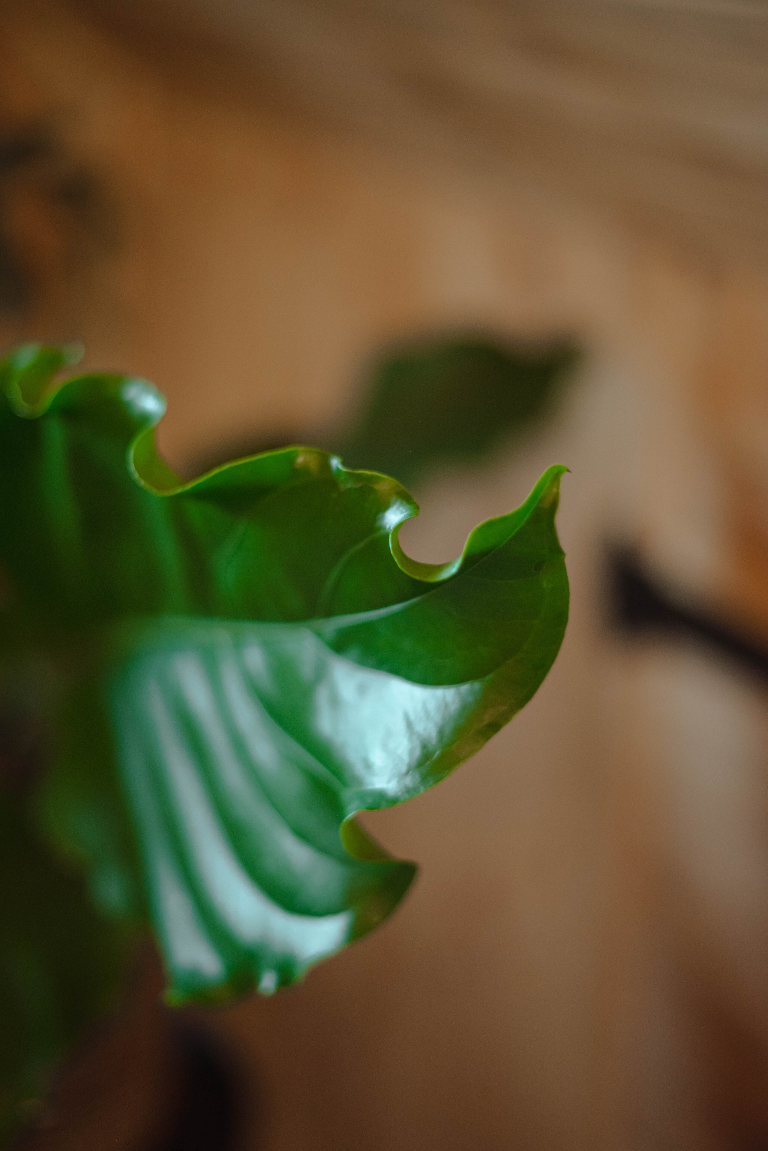 Лесное царство Оксаны. Свадебный и семейный фотограф в Новосибирске, Санкт-Петербурге, Москве