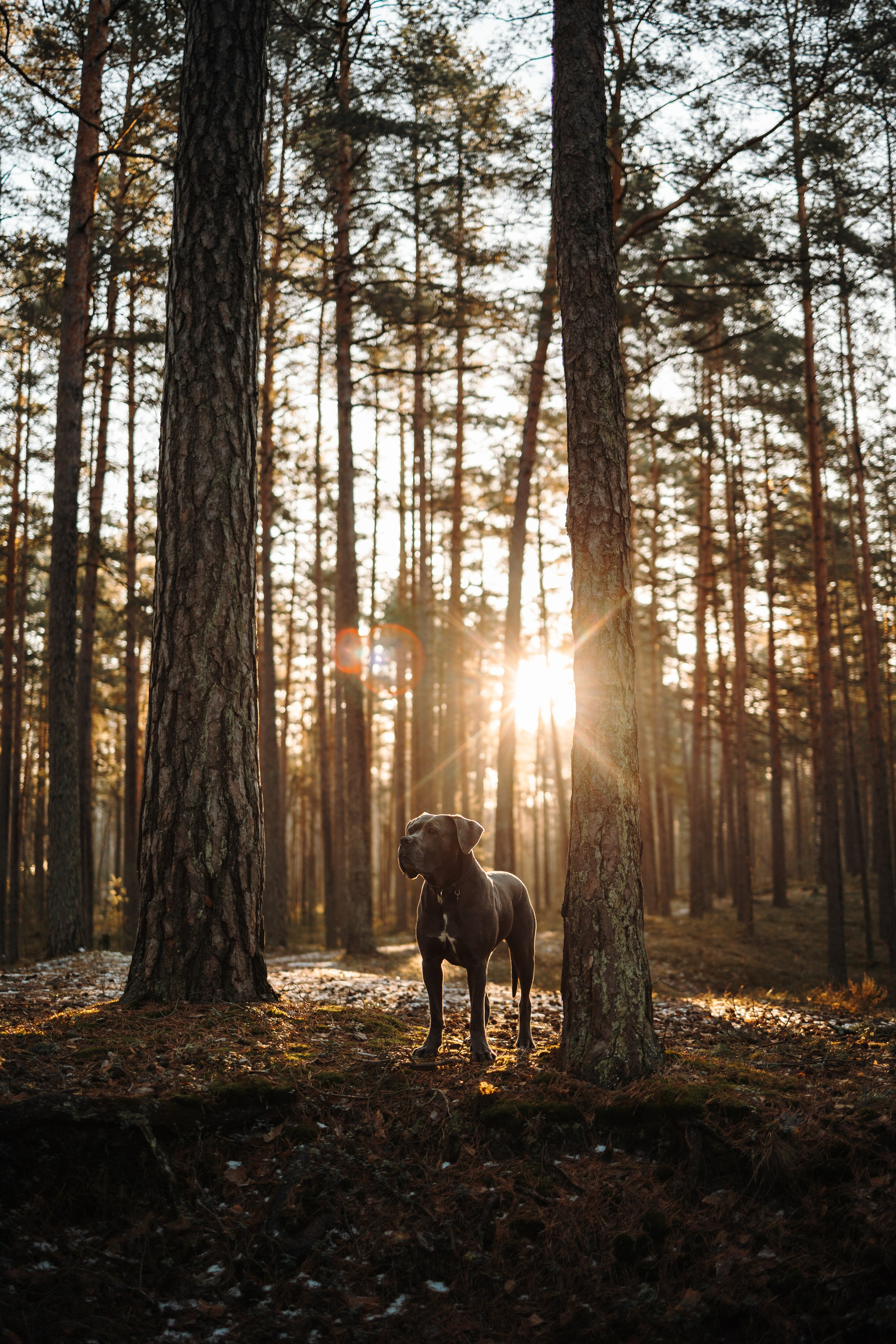 Анна и Лана. Фотограф — Анималист | Санкт-Петербург