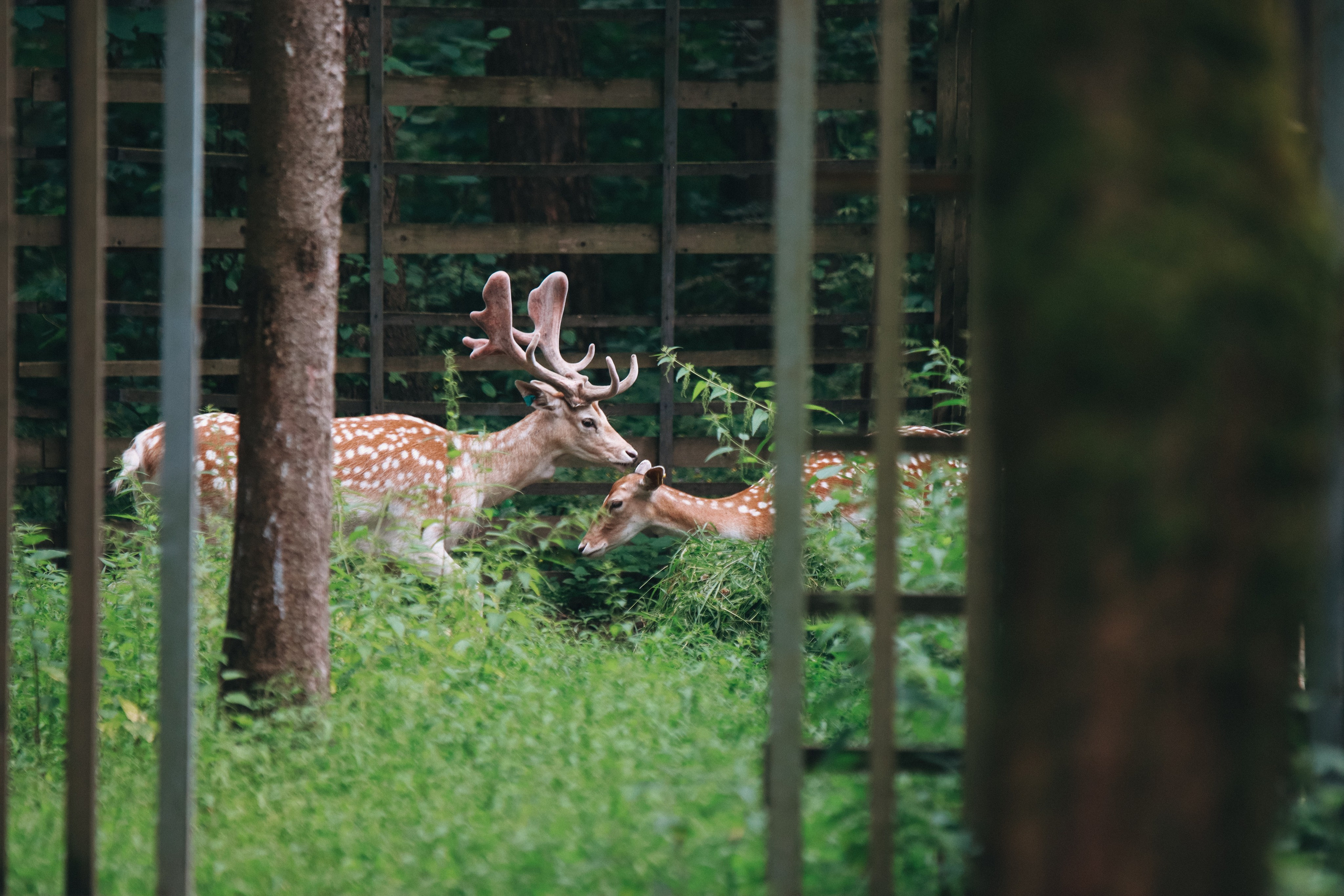Экоцентр «Дом лани»/// фото для газеты. Репортажный фотограф в Москве и Зеленограде Karina-vozd