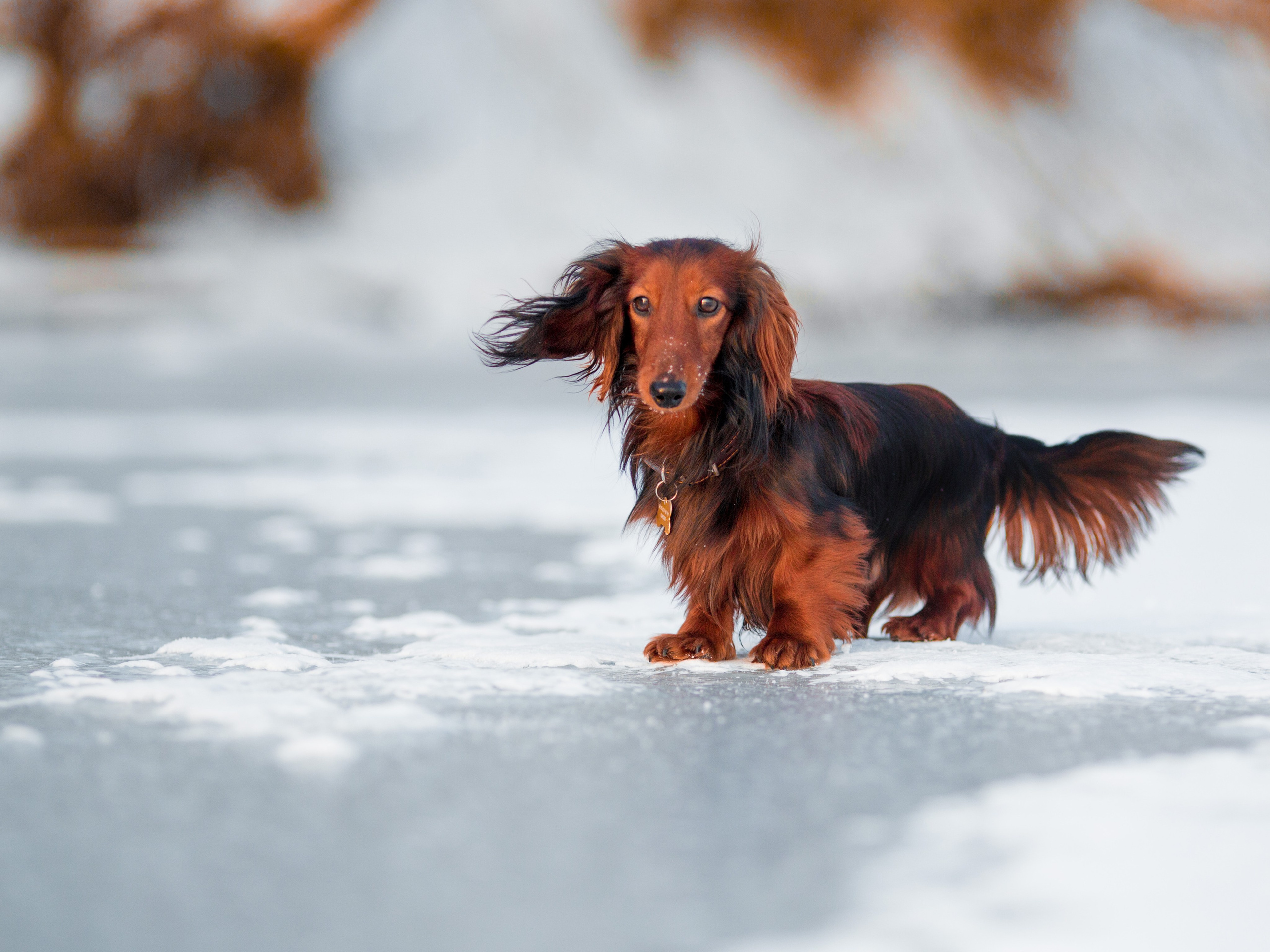 Зимняя прогулка. Репортажный фотограф Борис Геер