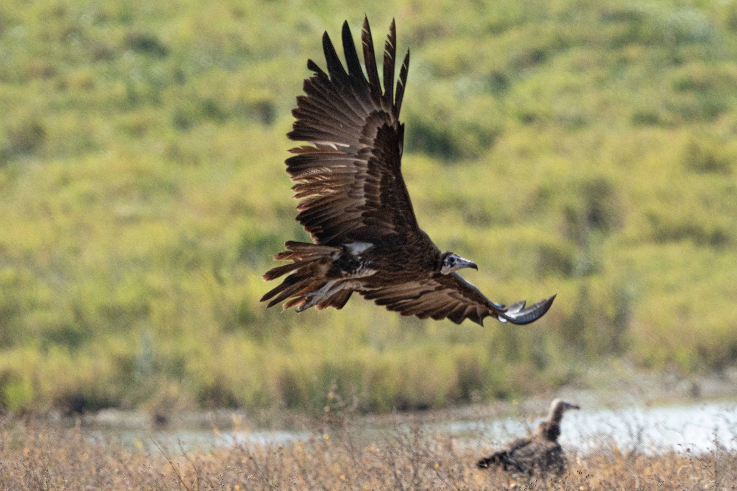 Танзания, сафари, 2025. Творческие сьемки