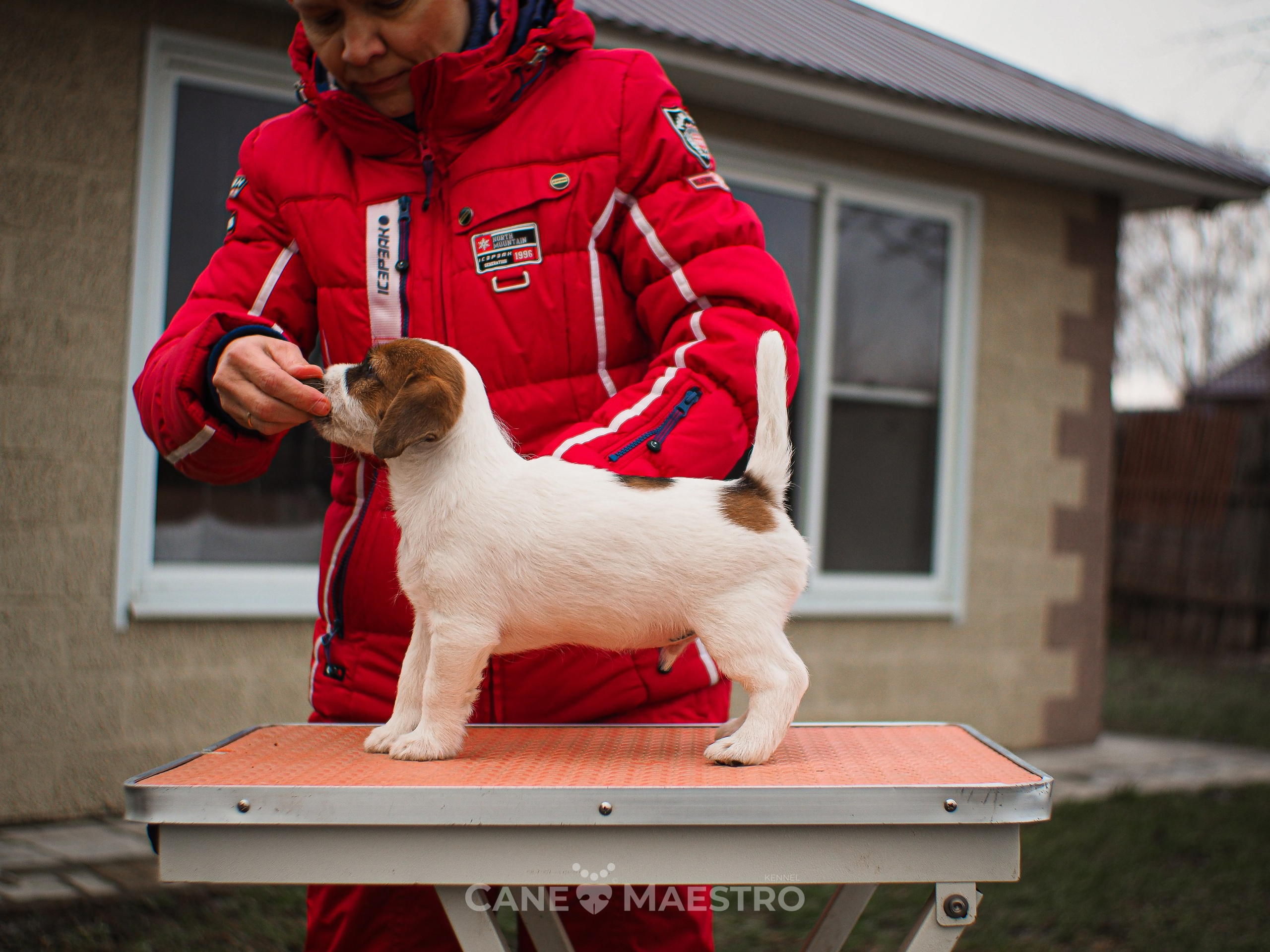 3КОБЛ_СНЕГОВИК. CANE MAESTRO — kennel Jack Russell Terrier