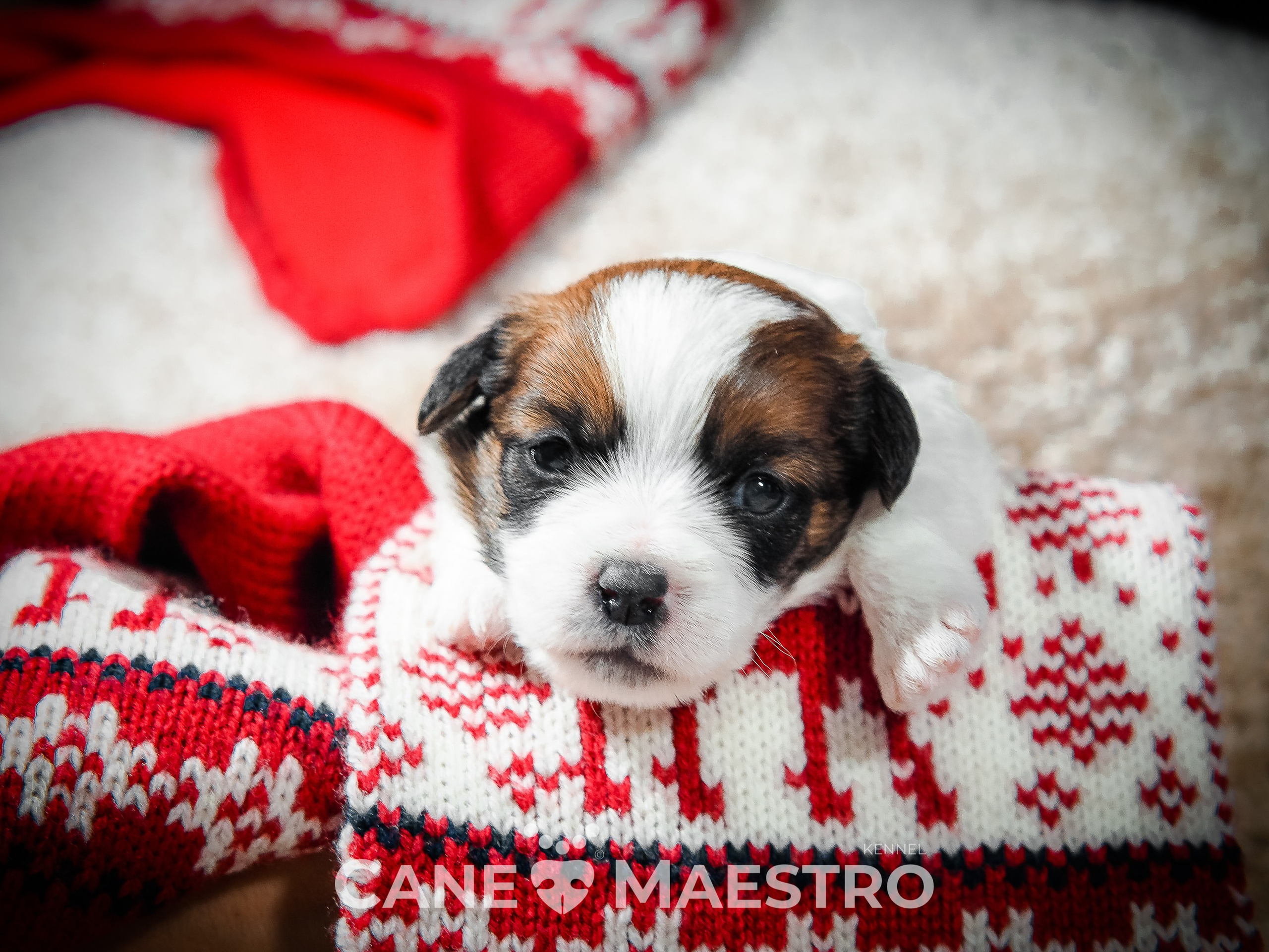 Мальчик 2. Кобель бело-рыжий. Джек рассел терьер щенок. КАНЕ МАЭСТРО — питомник Джек рассел терьеров