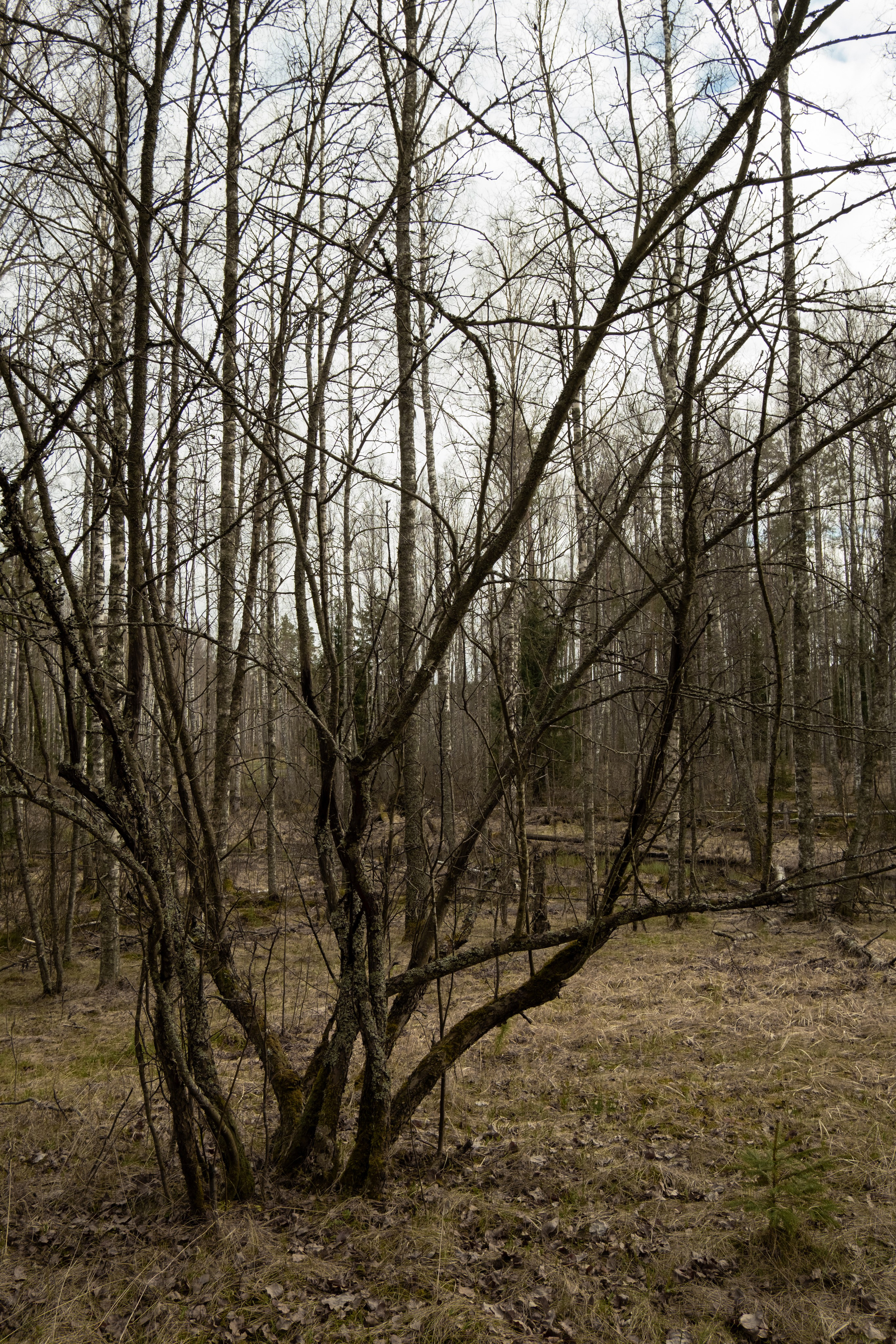 Гряда Вярямянселькя. Ksenzova Veronika photographer