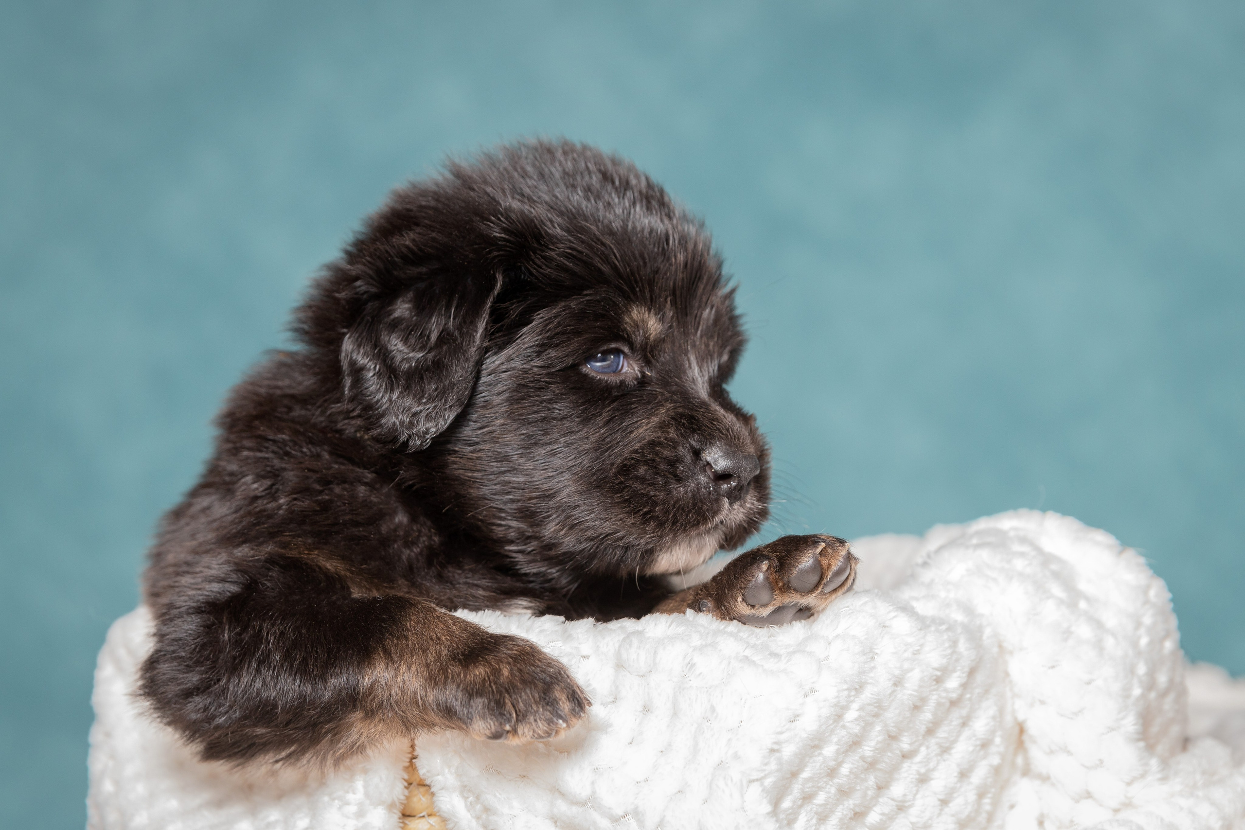 Тибетский мастиф. Юлия Микульская. Рыбинск