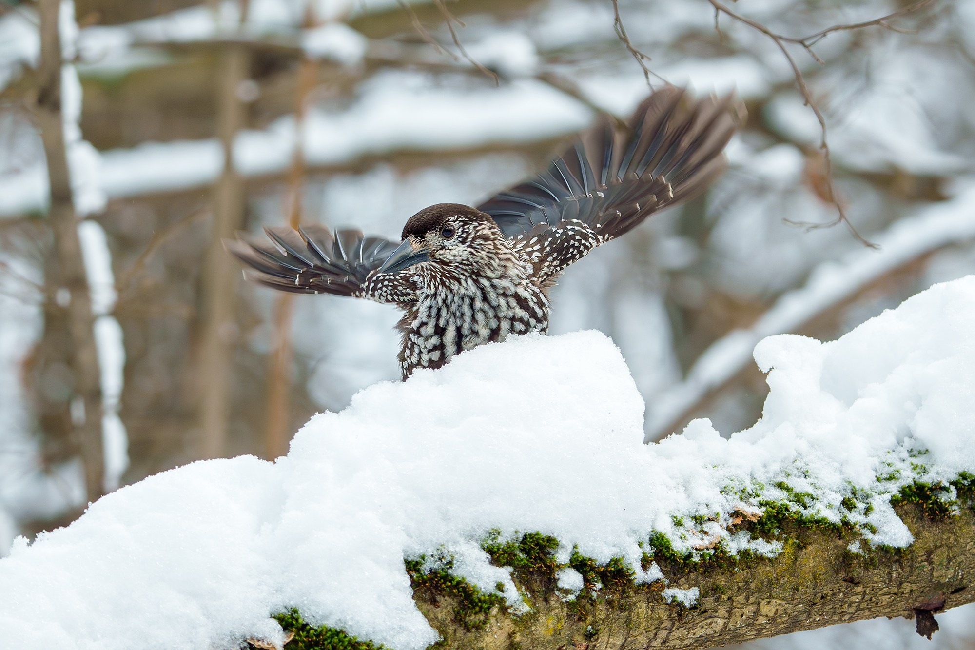 Удивительные мир птиц. Вокруг нас столько прекрасного — присмотритесь!. Ваш личный фотограф Марина Волкова