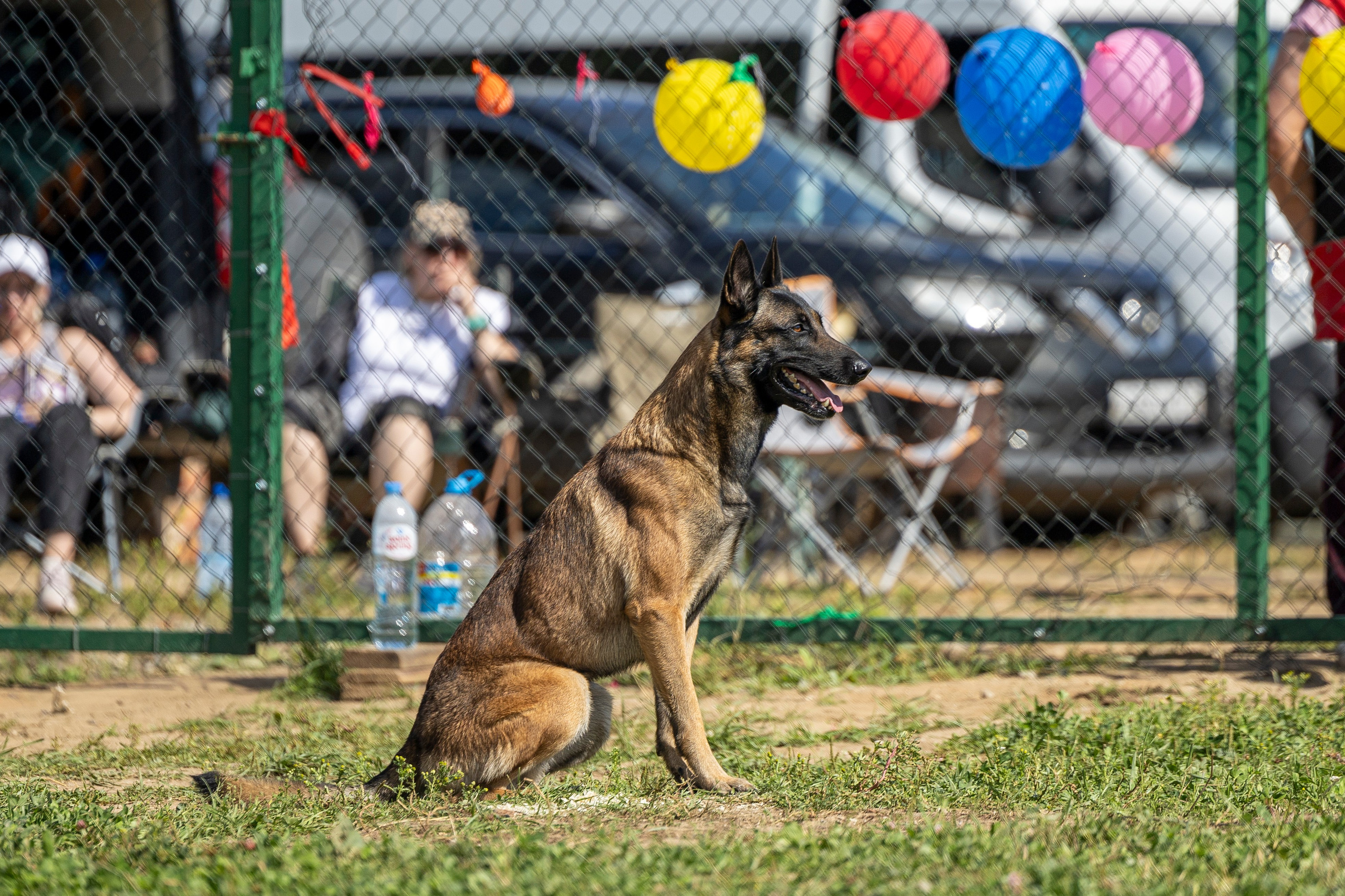 Соревнования по Мондьорингу г. Вологда 10-11.08.2024. Фотограф-анималист Анна Маринич