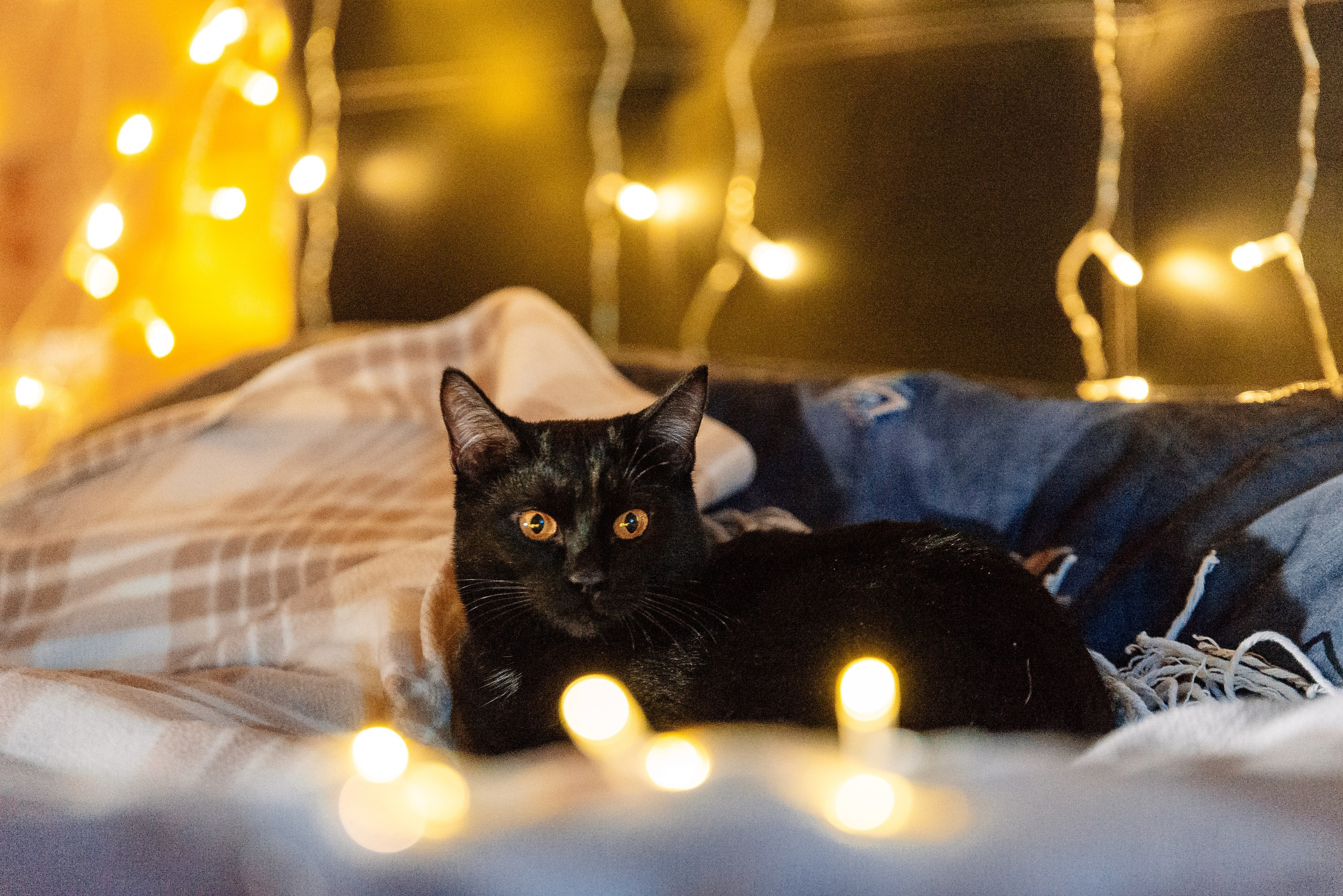 Питомец в кадре. Фотограф-анималист Анастасия Парфенова|Екатеринбург