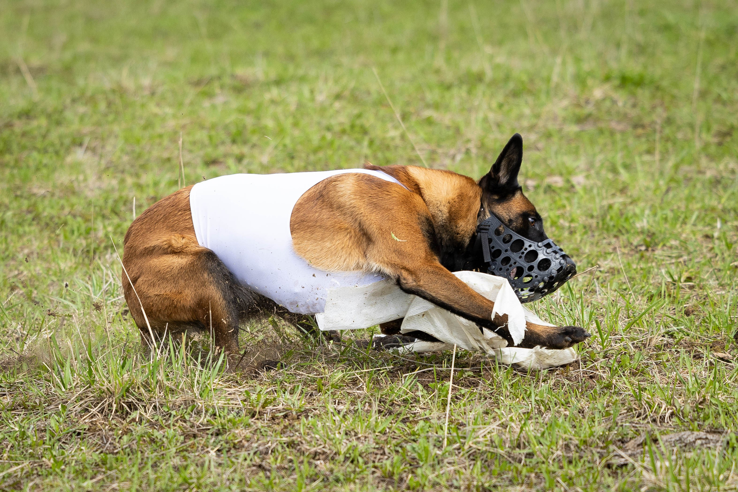 Курсинг. Фотограф Анималист в Перми Анастасия Остерман