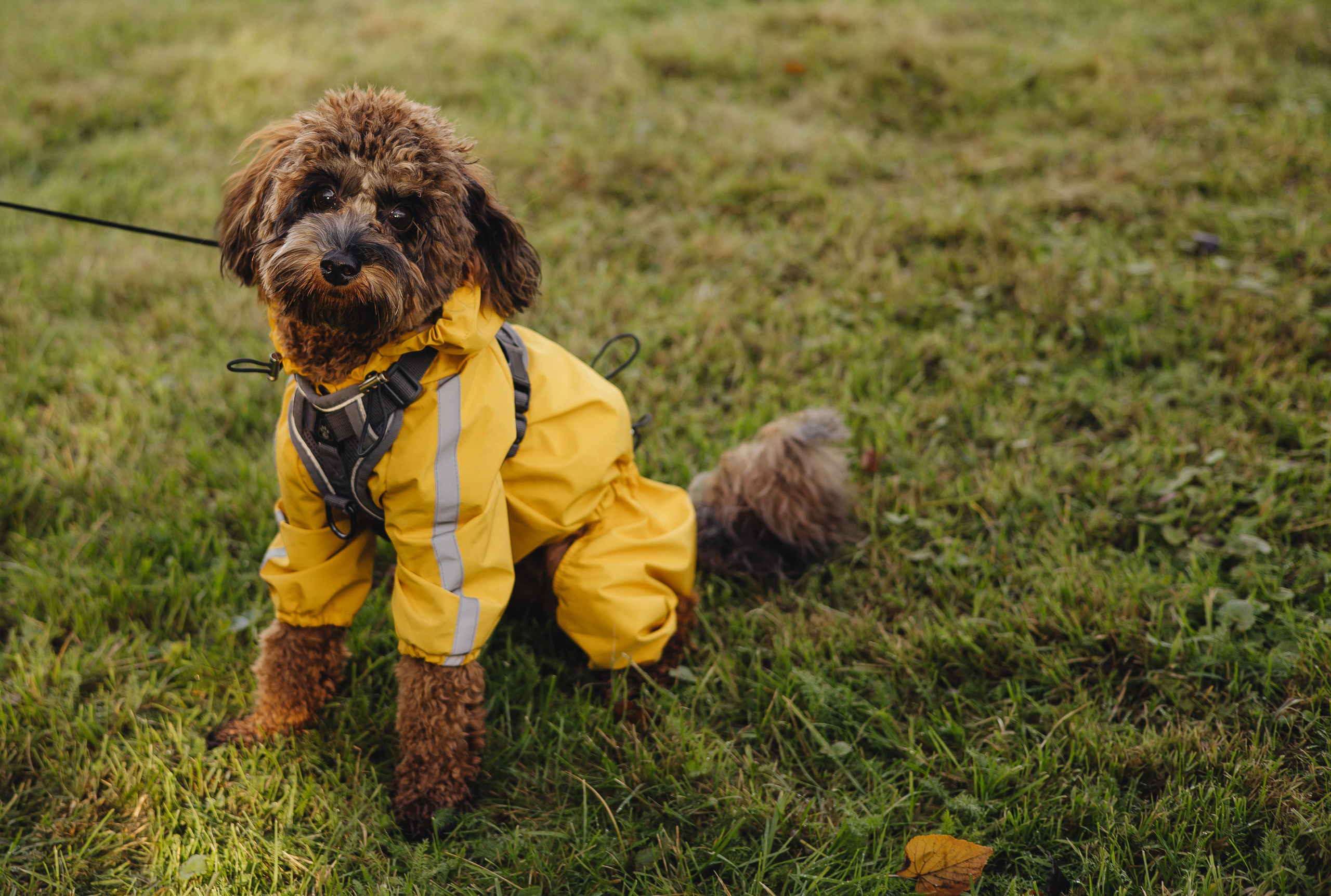 Летающая Мерси