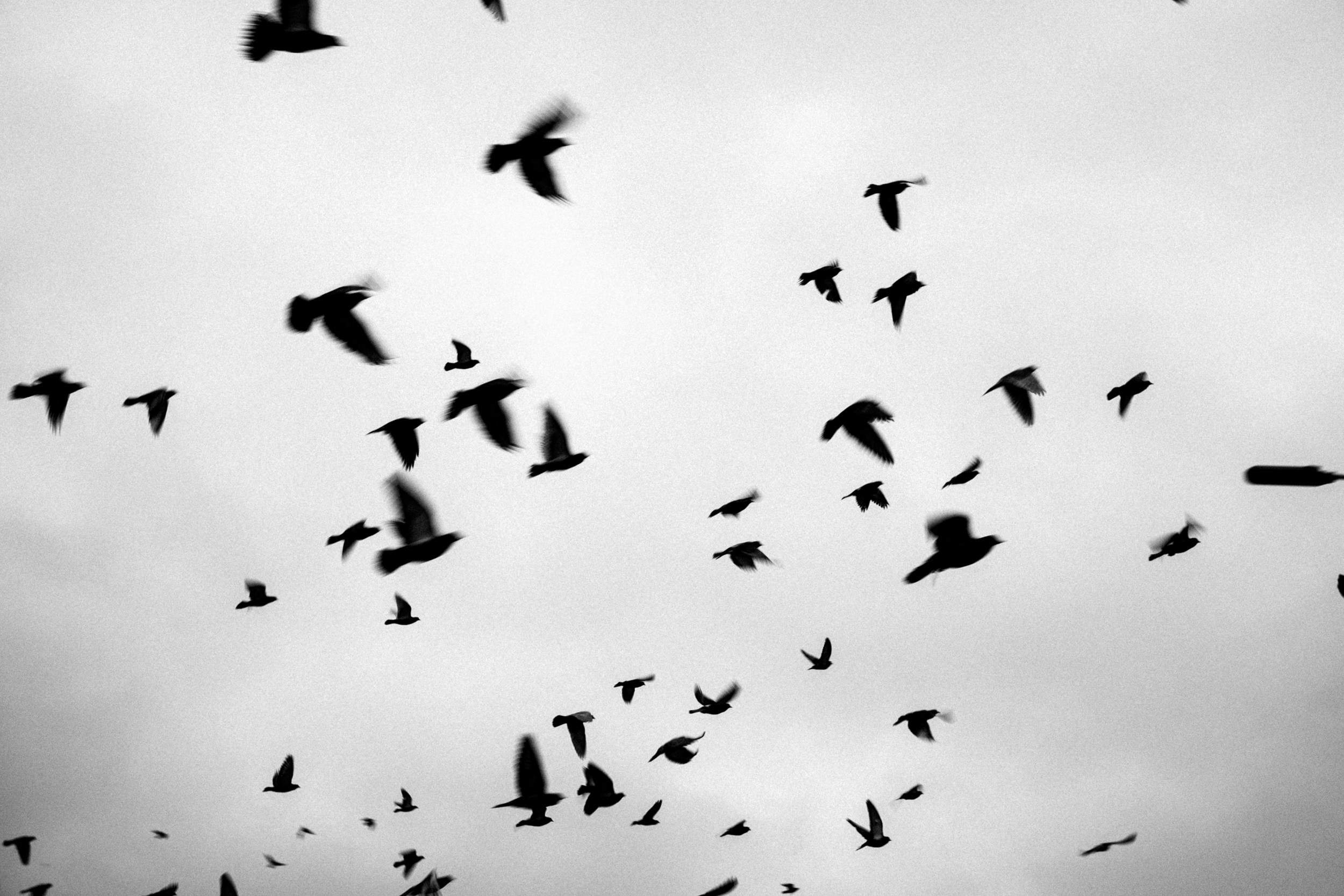 Птицы. Photographer Pavel Romashchenko