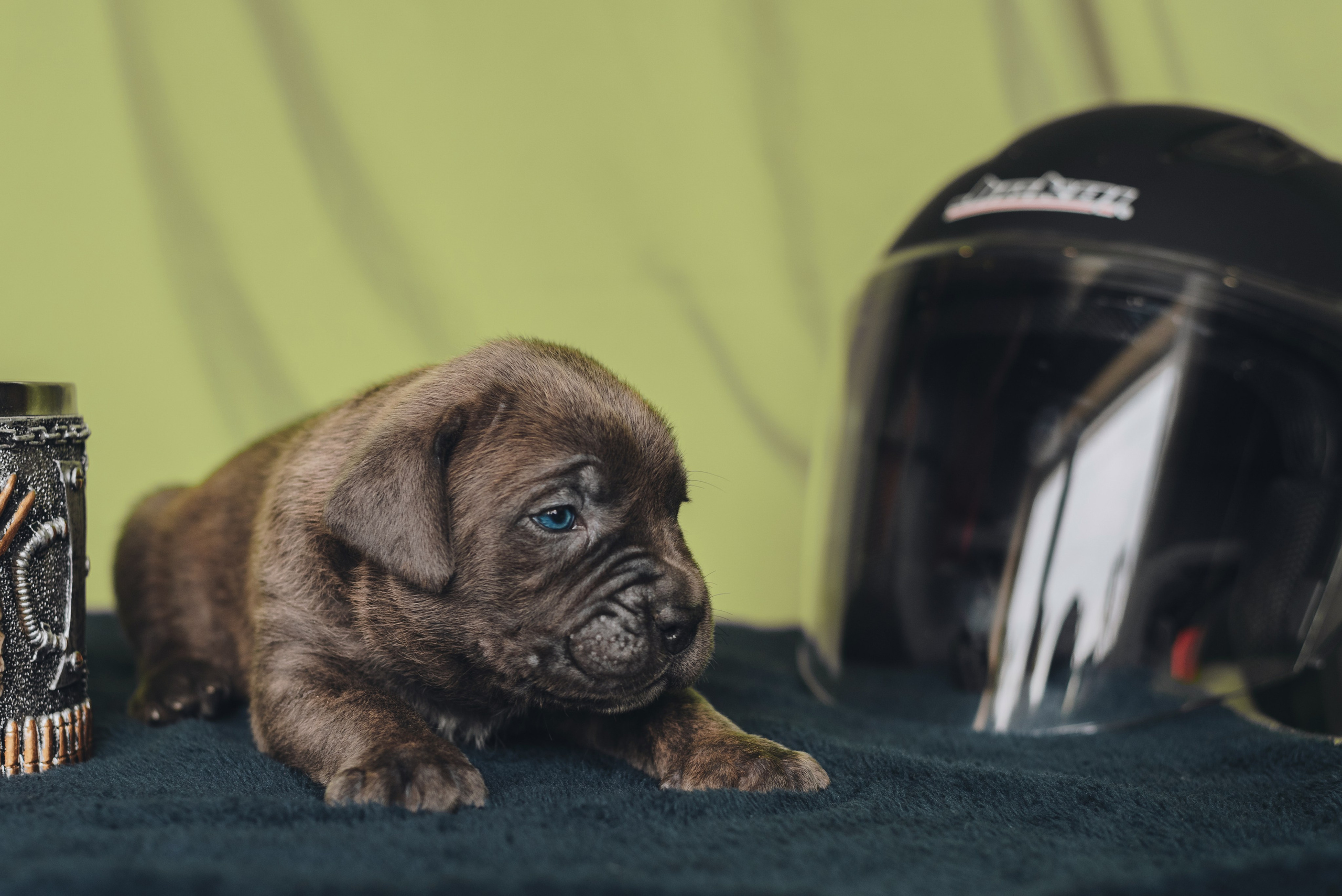 Cane Corso. Natalia Finch Photography — Family, Kids & Pet Photographer in Chicago, IL