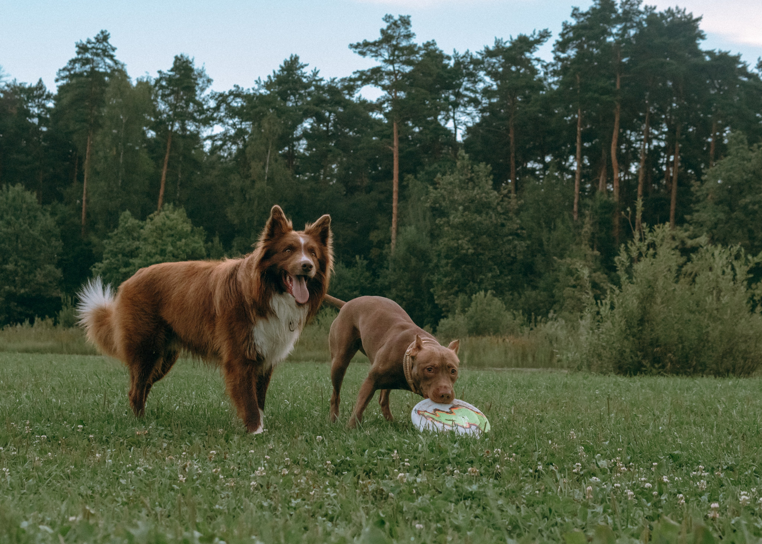 Виолетта, Лила и Питер. Фотограф-анималист Ксения Воробьева, Москва