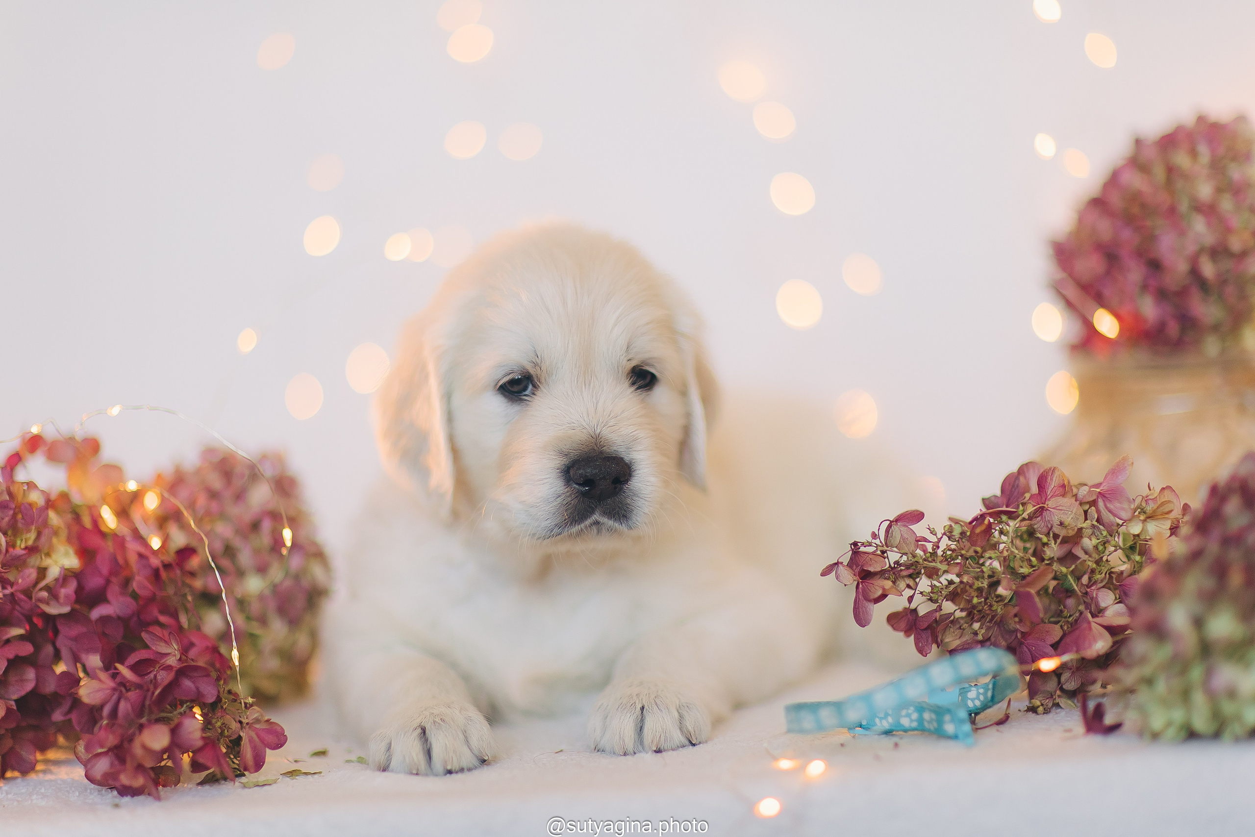 Голубой ошейник. Свадебный и женский фотограф