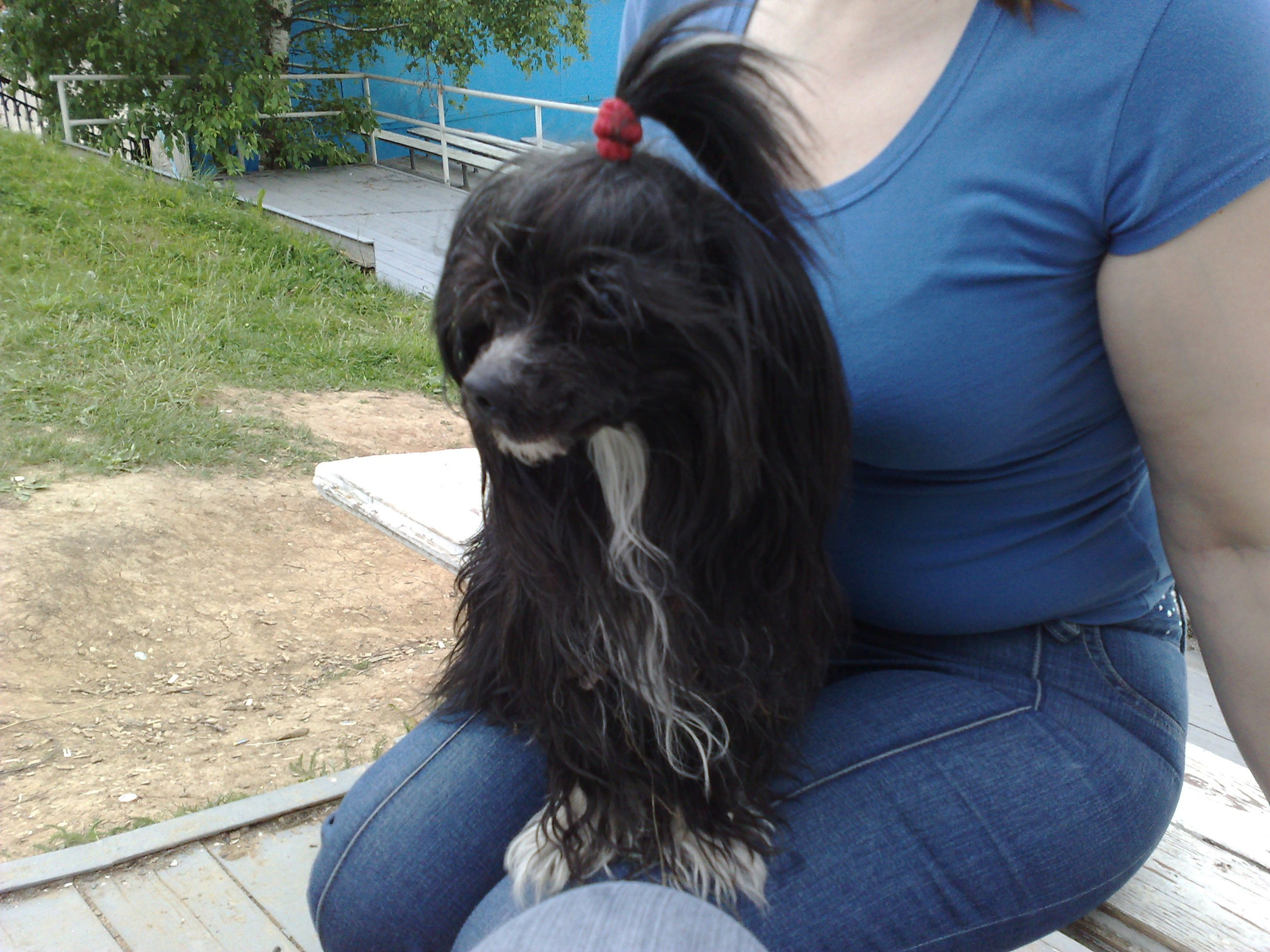 Зося на прогулке. Питомник китайских хохлатых собак Poale Ell: купить щенка в питомнике