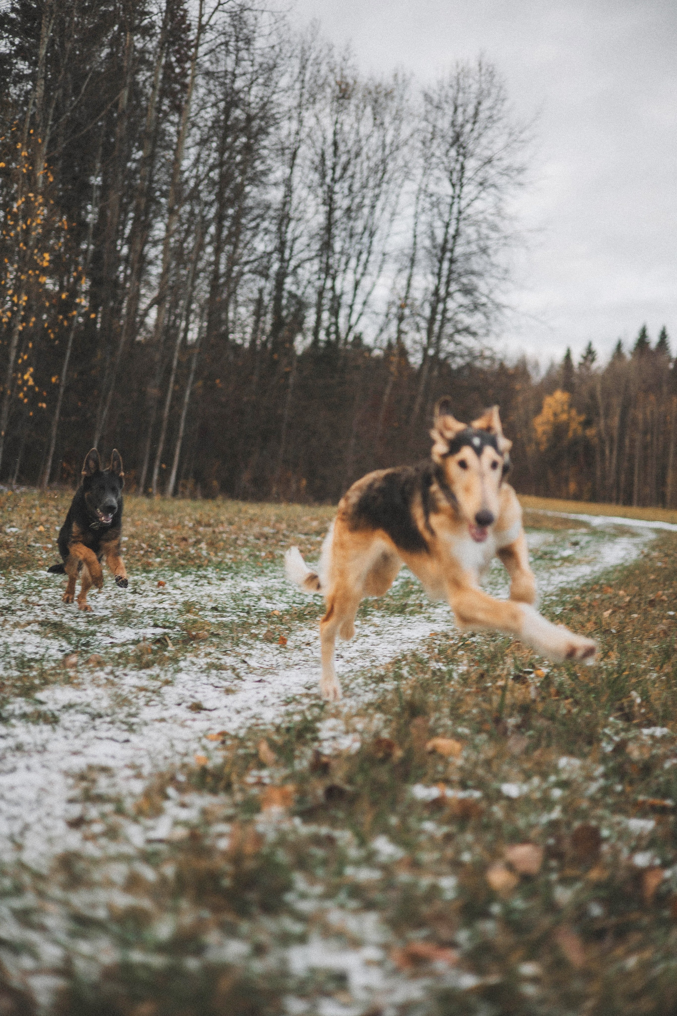Алена, Леви и Микаса. Фотограф-анималист Богданова Полина