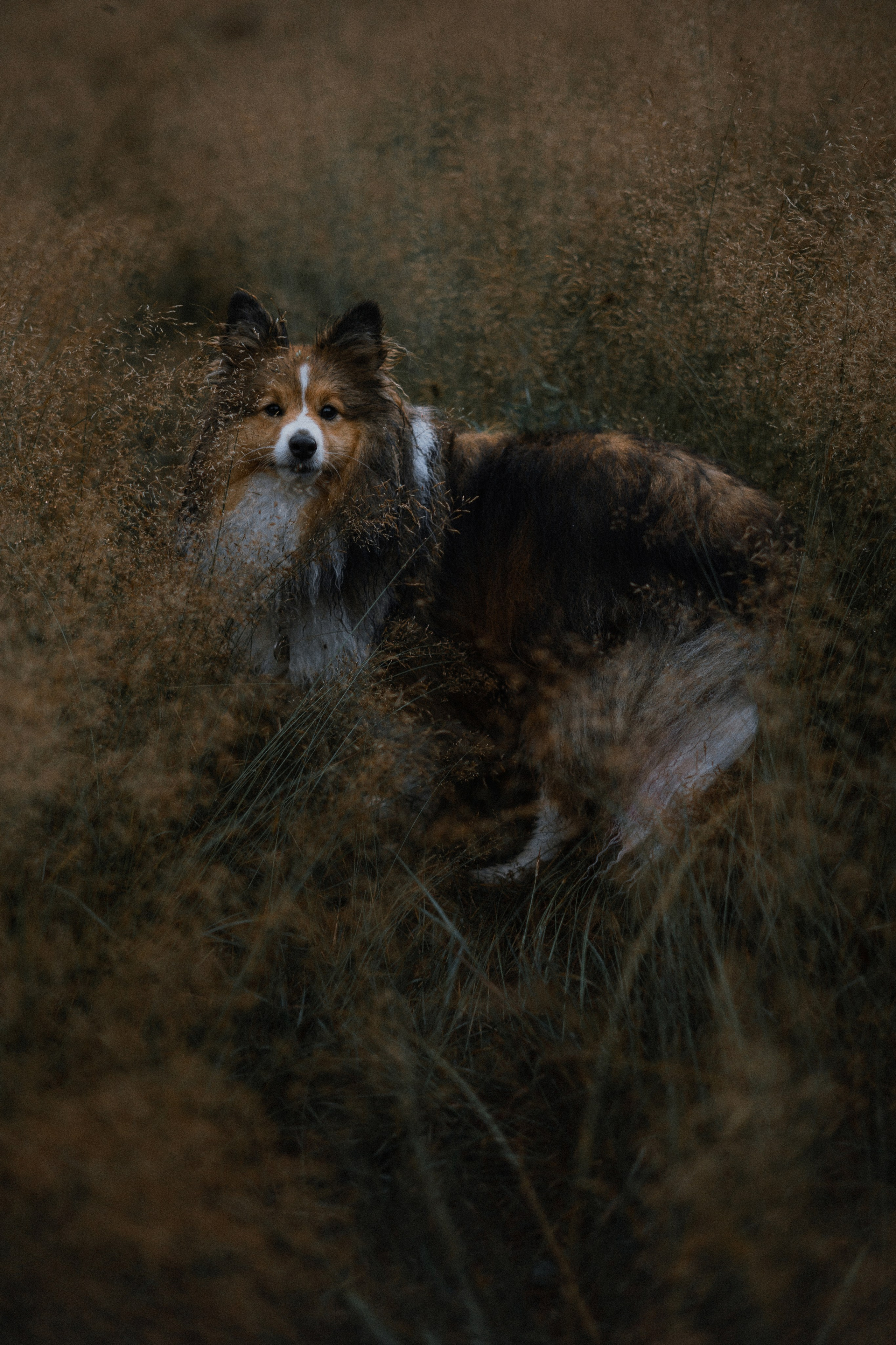 Аня и Скай. Фотограф-анималист Богданова Полина